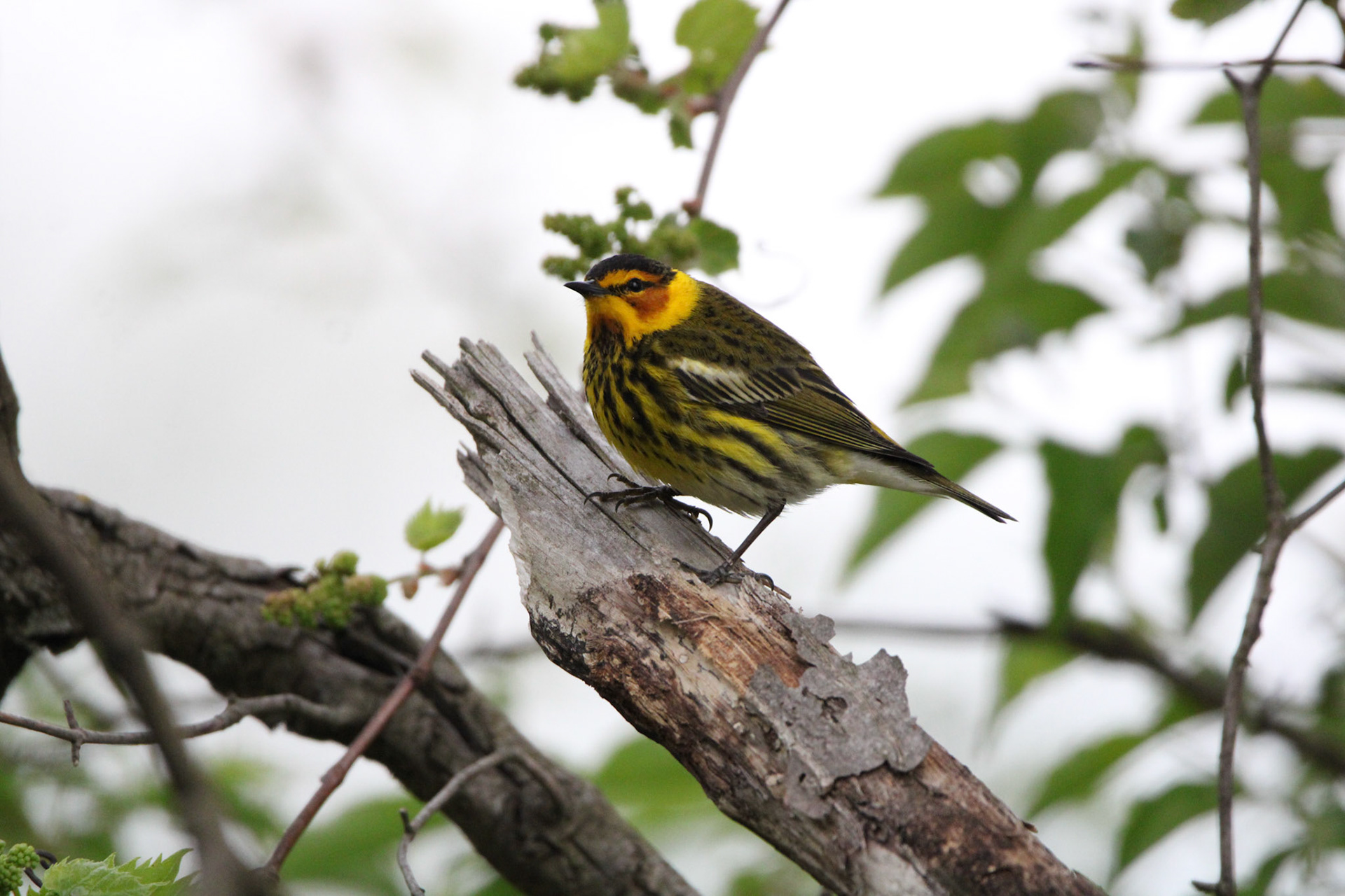 Cape May Warbler