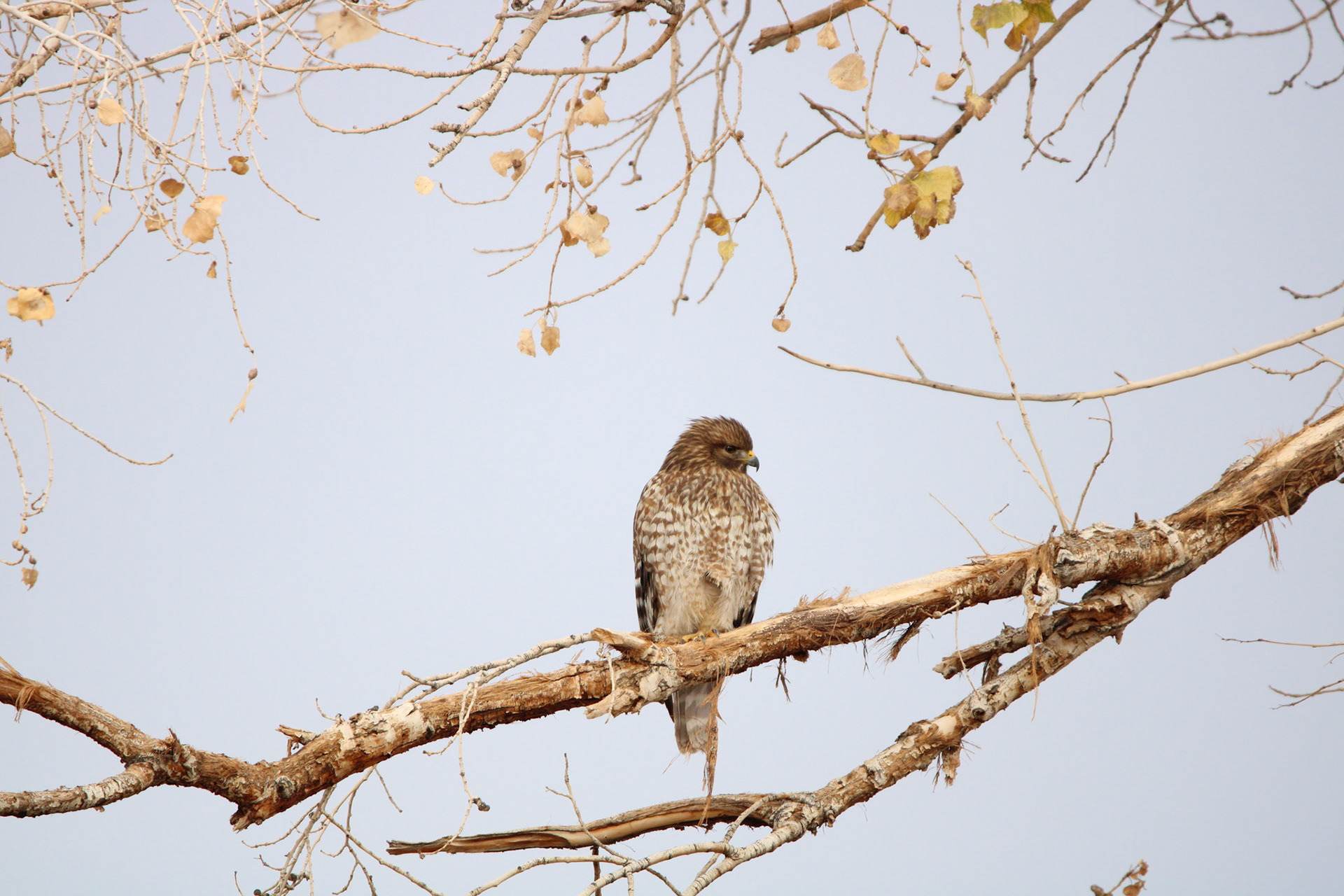 Red-shouldered Hawk