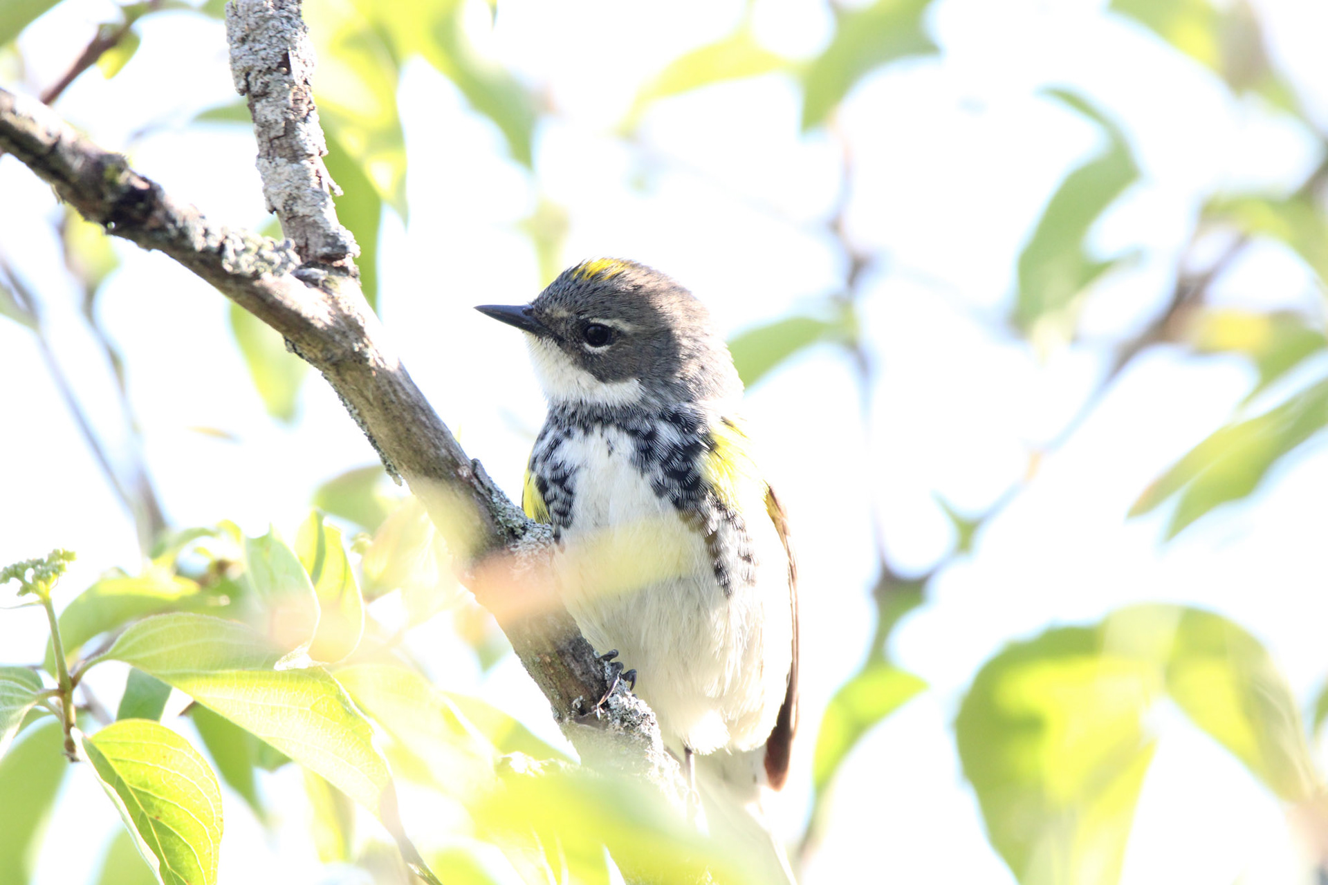 Yellow-rumped Warbler