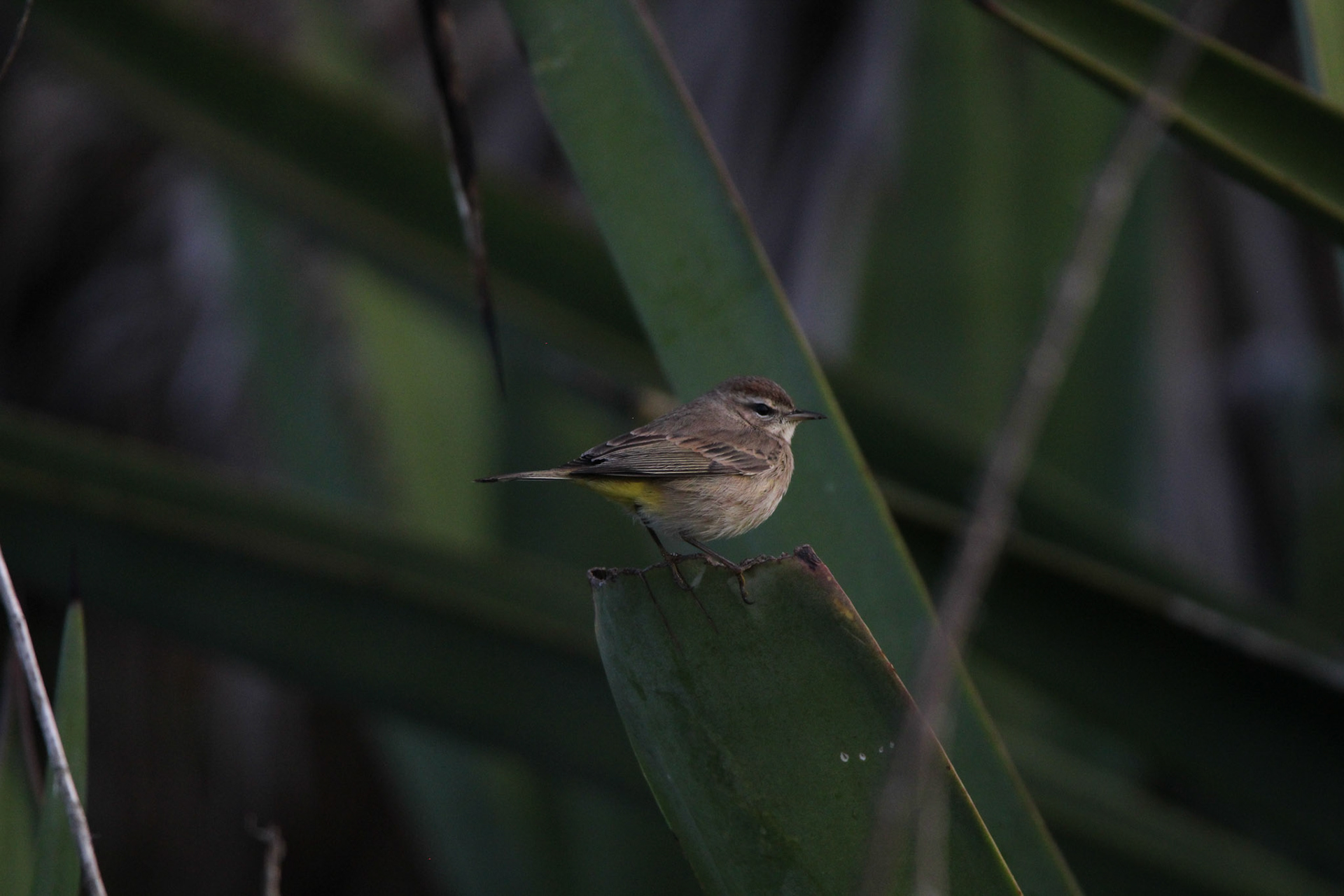 Palm Warbler