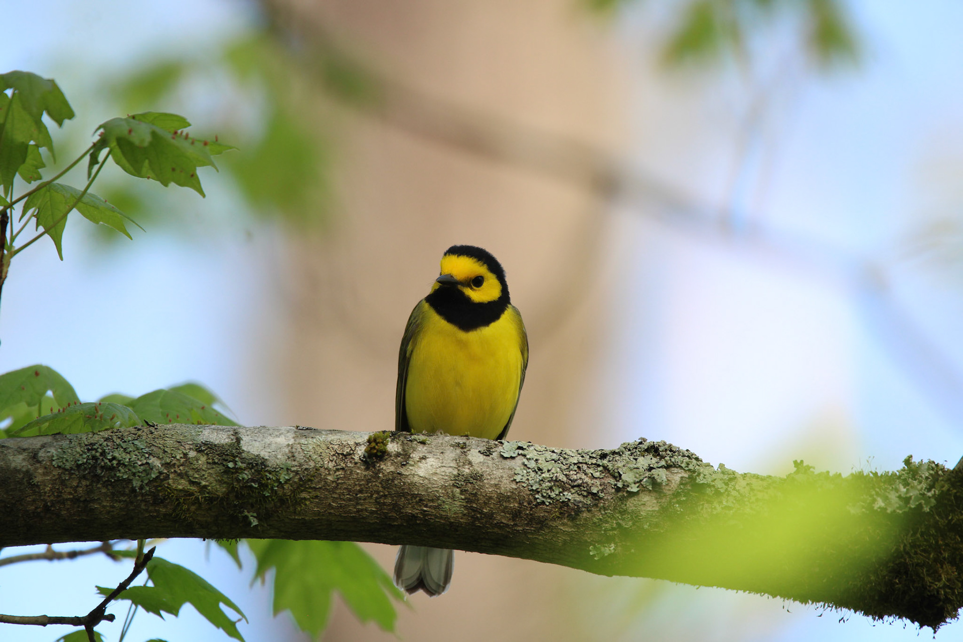 Hooded Warbler
