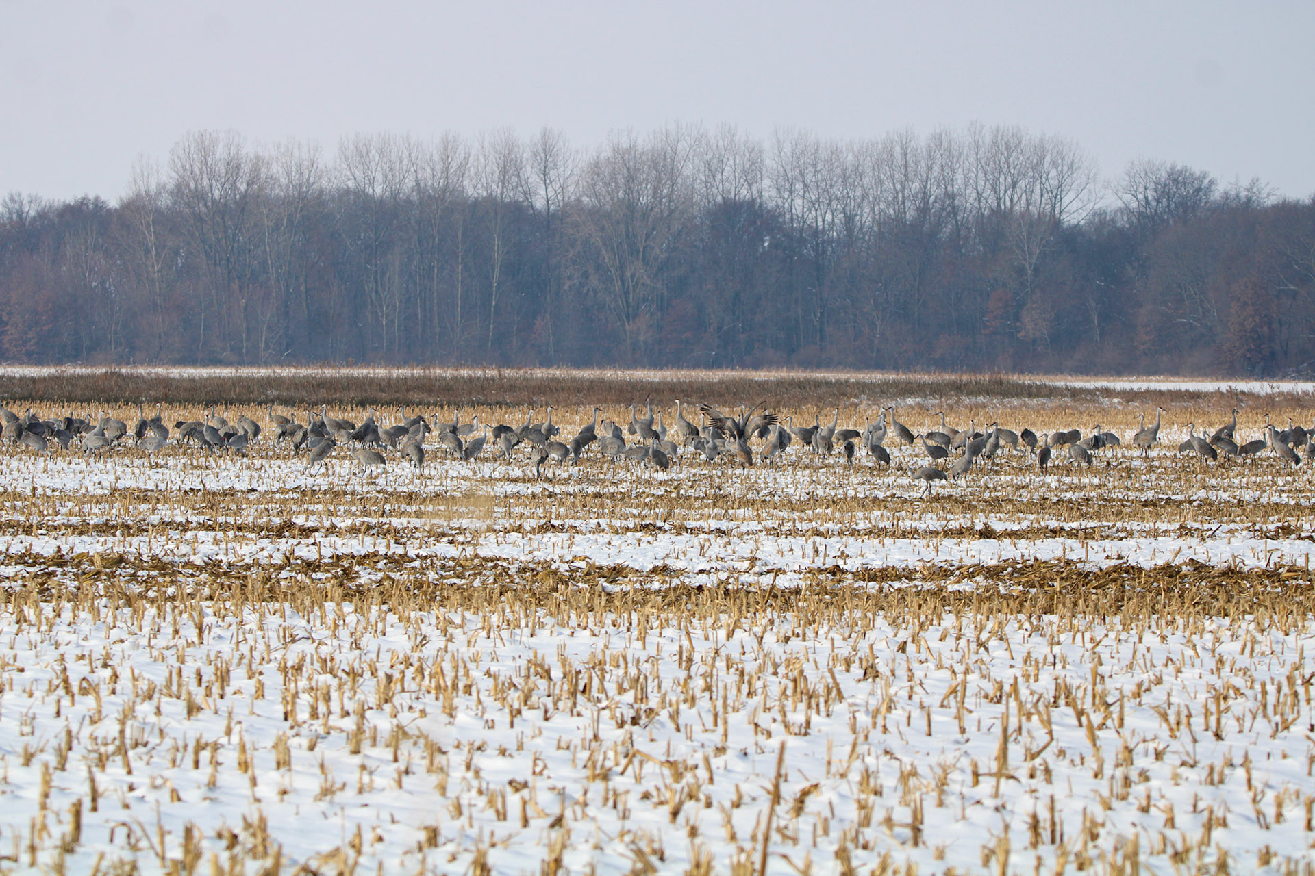 Sandhill Cranes