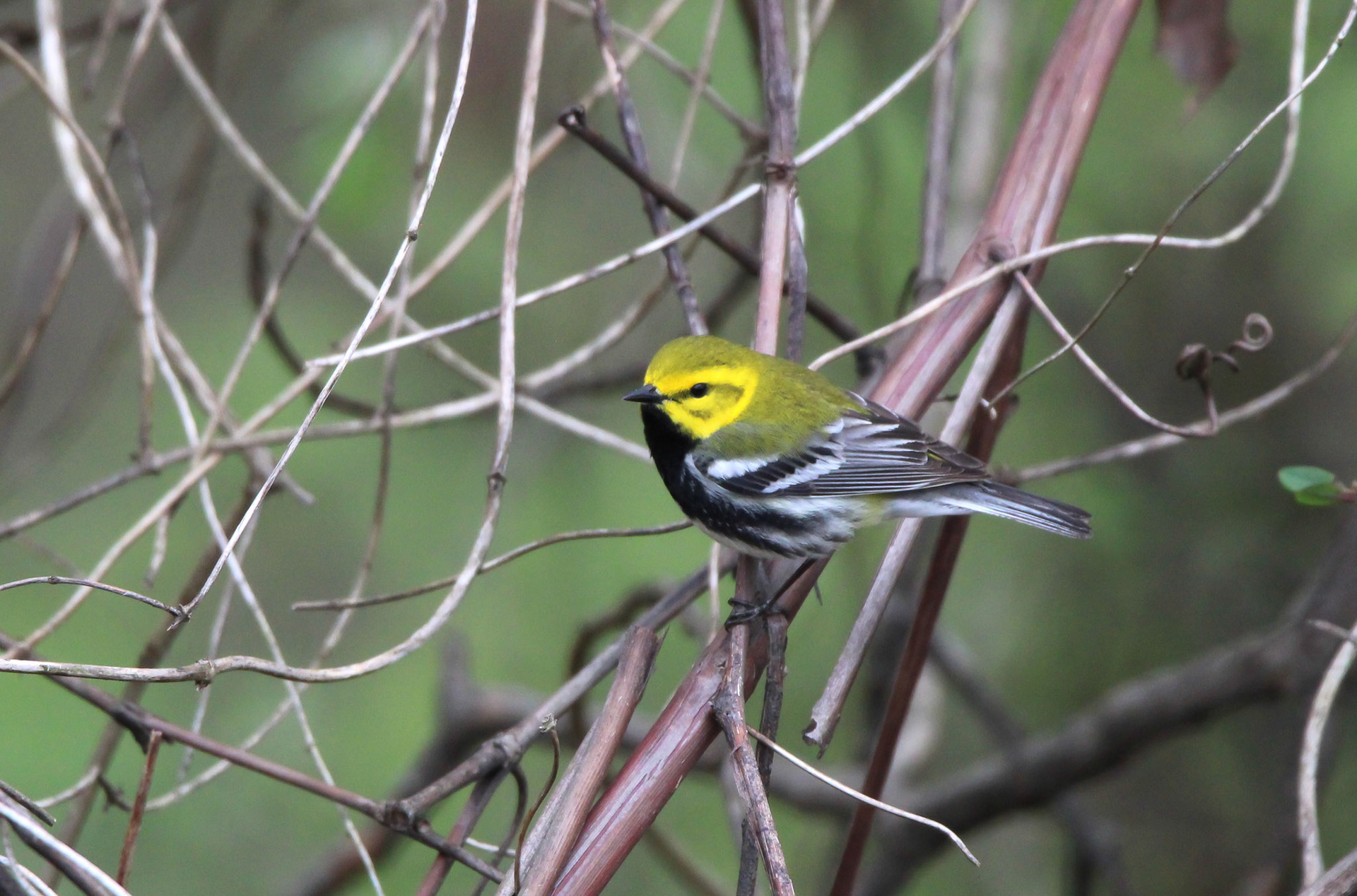 Black-throated Green Warbler