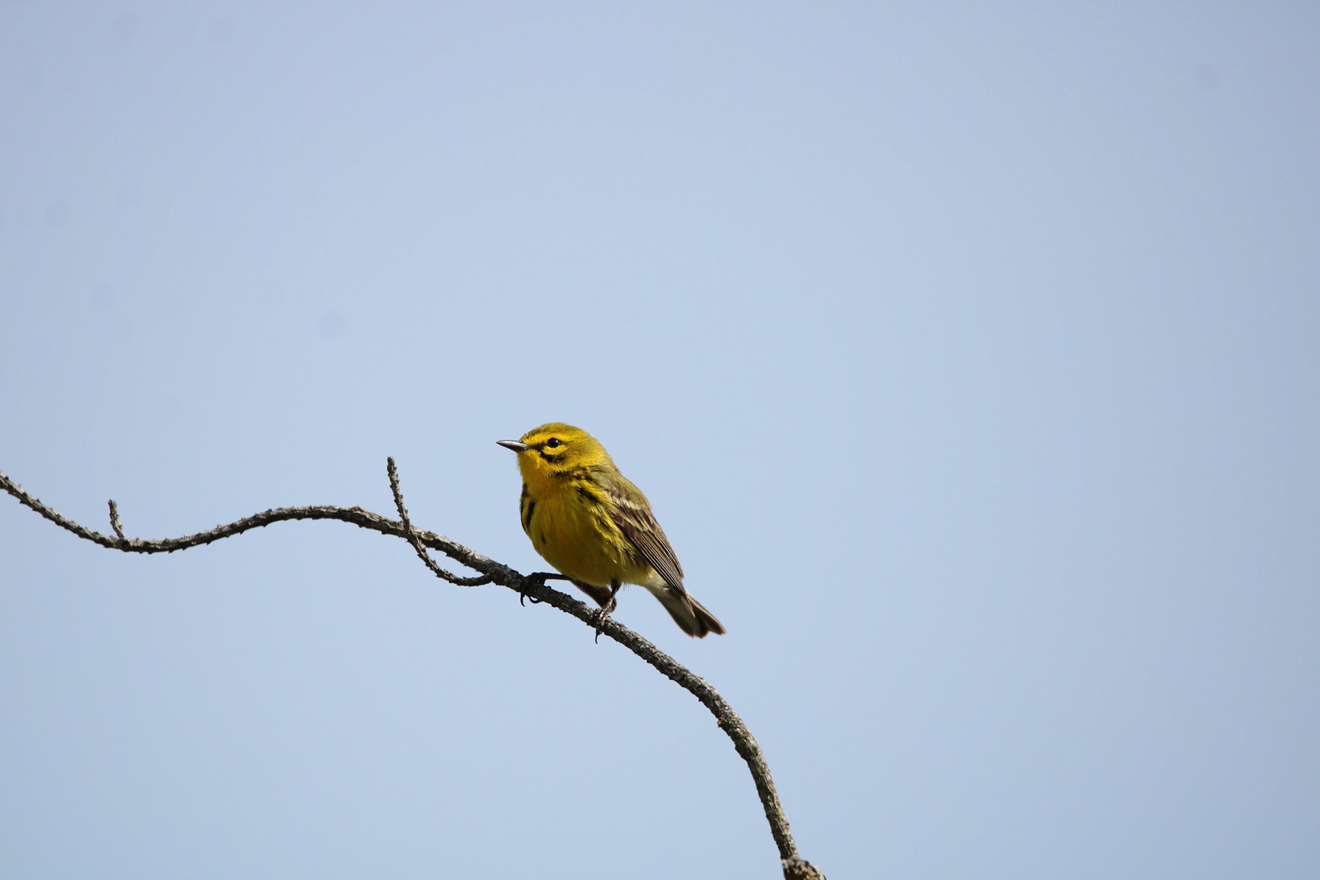 Prairie Warbler
