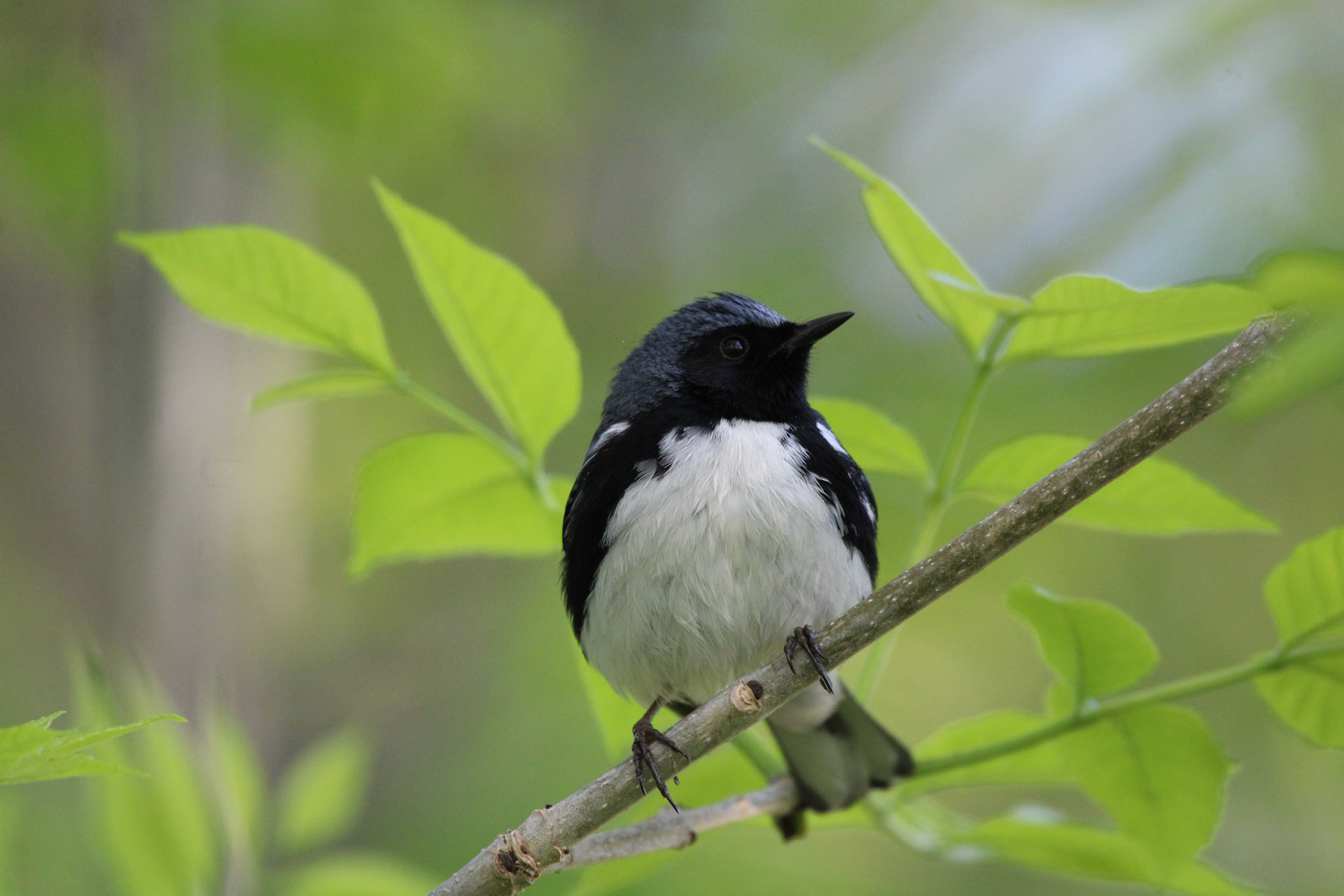 Black-throated Blue Warbler