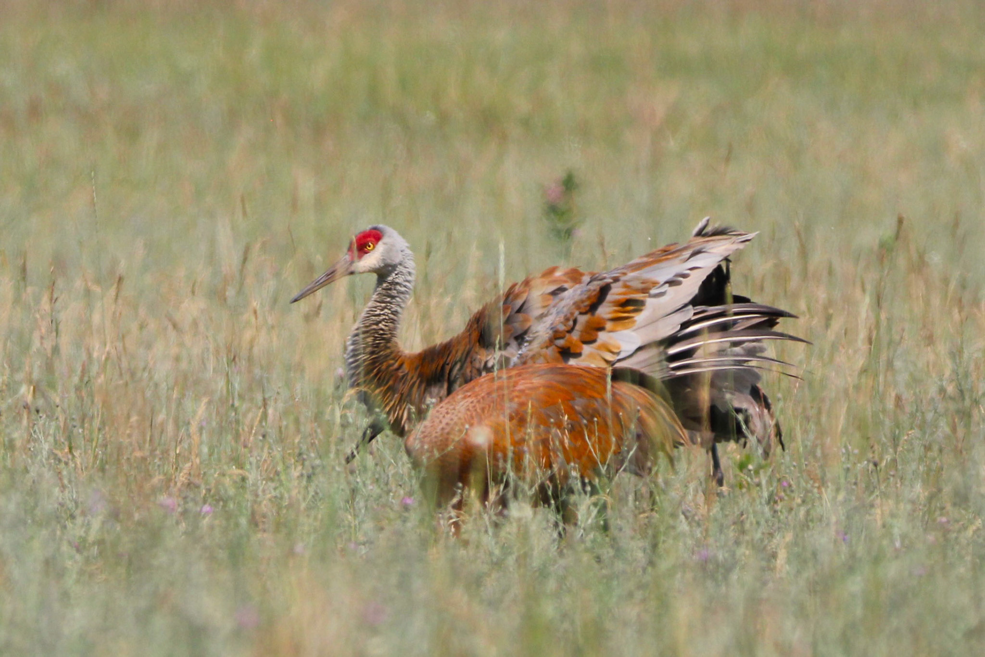 Sandhill Crane