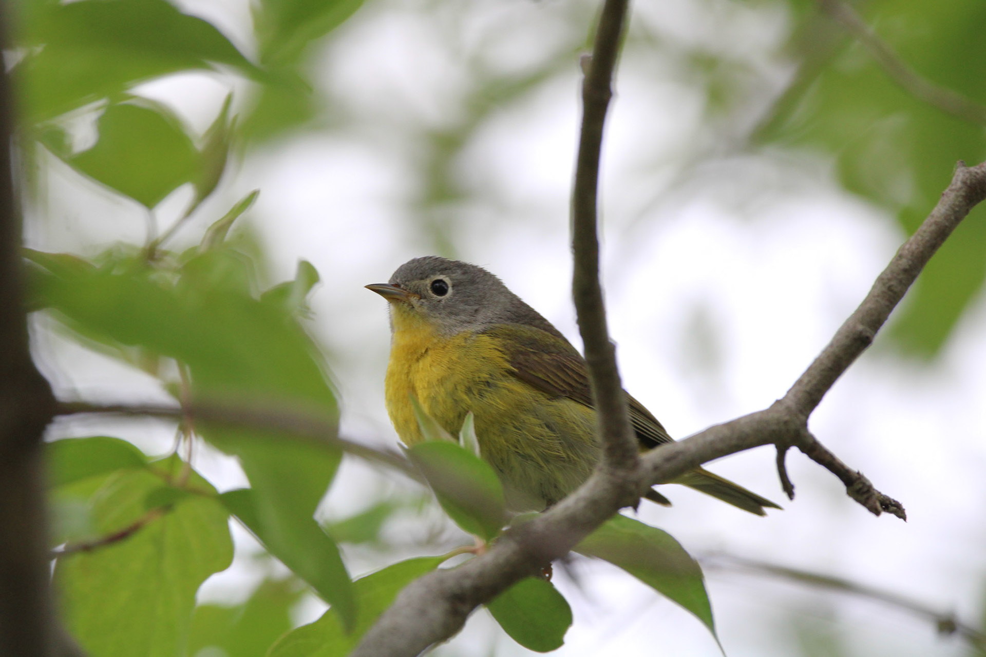 Nashville Warbler