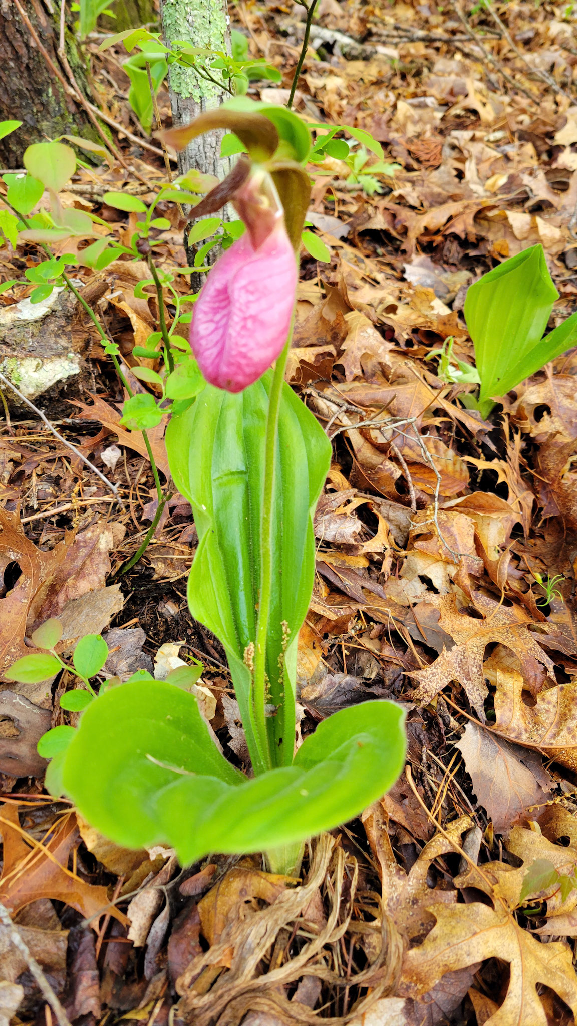 Pink Lady Slipper
