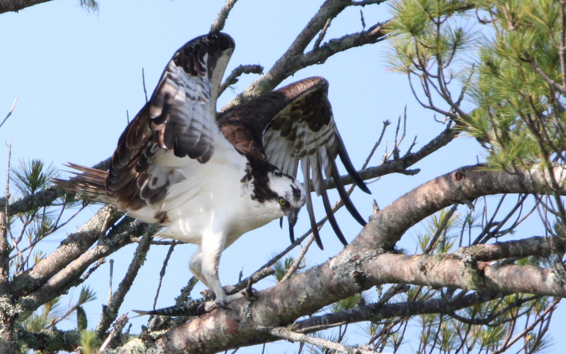 Osprey