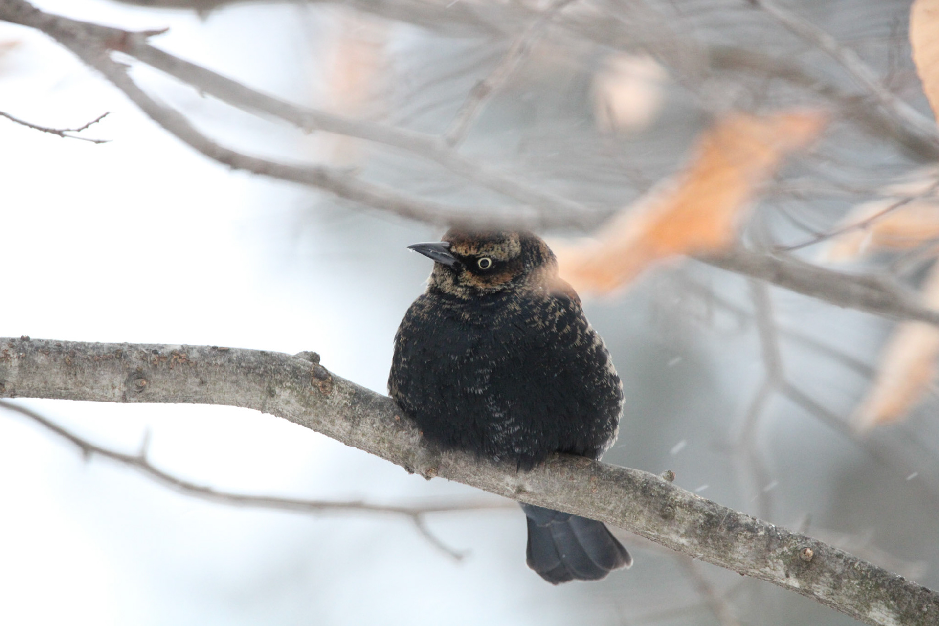 Rusty Blackbird