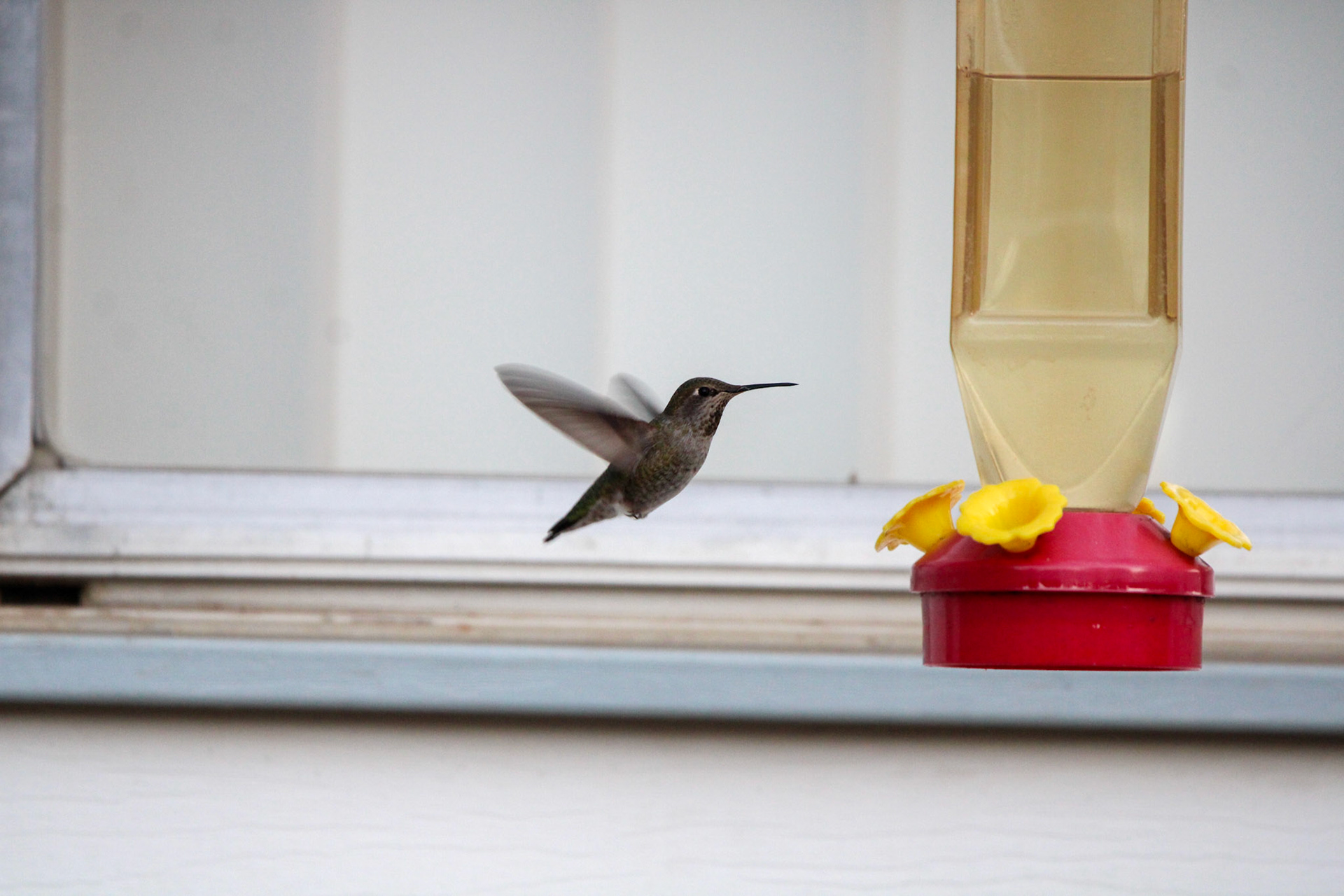 Anna's Hummingbird - Mariposa, CA