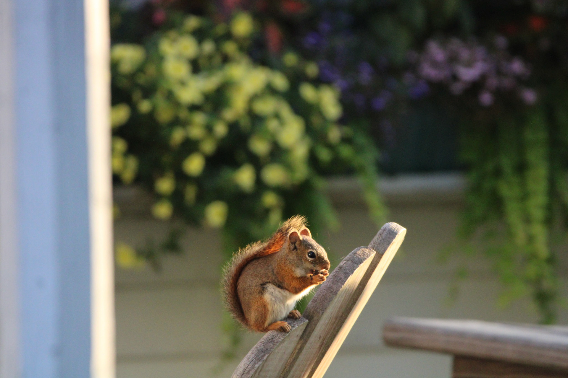 Red Squirrel by Ryan