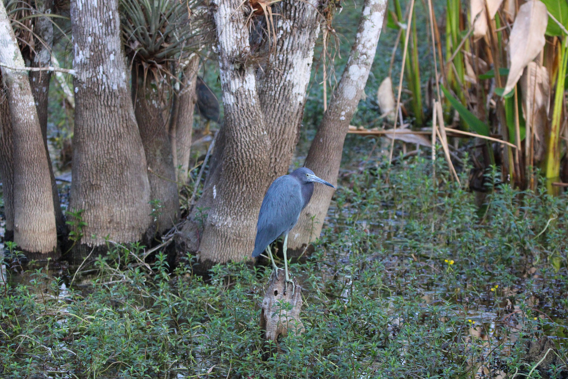 Little Blue Heron