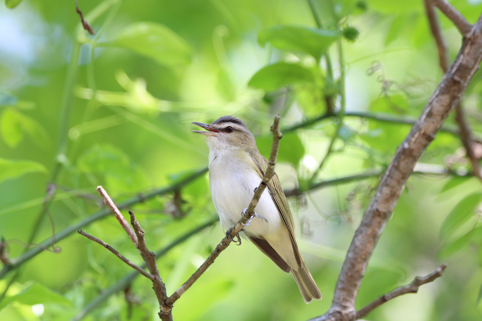 Red-eyed Vireo