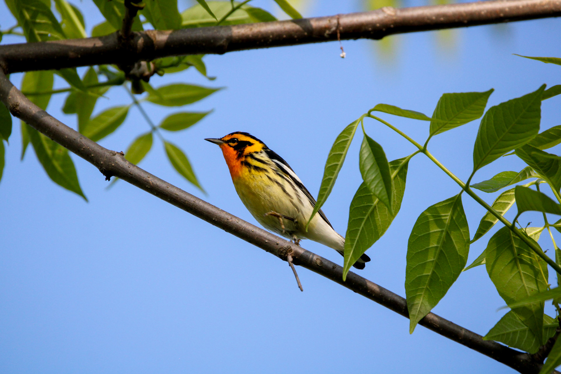 Blackburnian Warbler