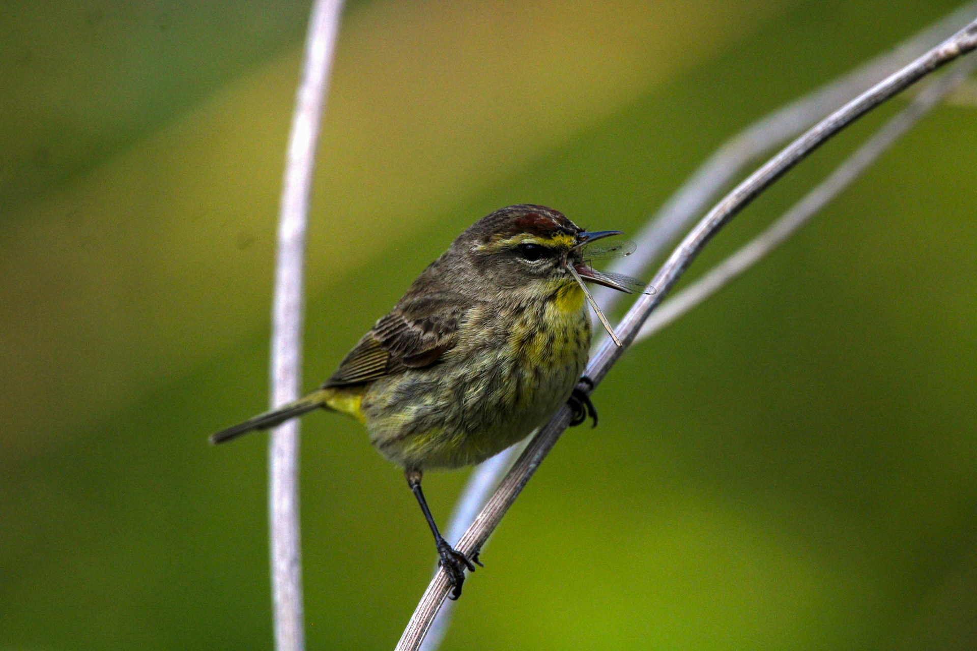 Palm Warbler