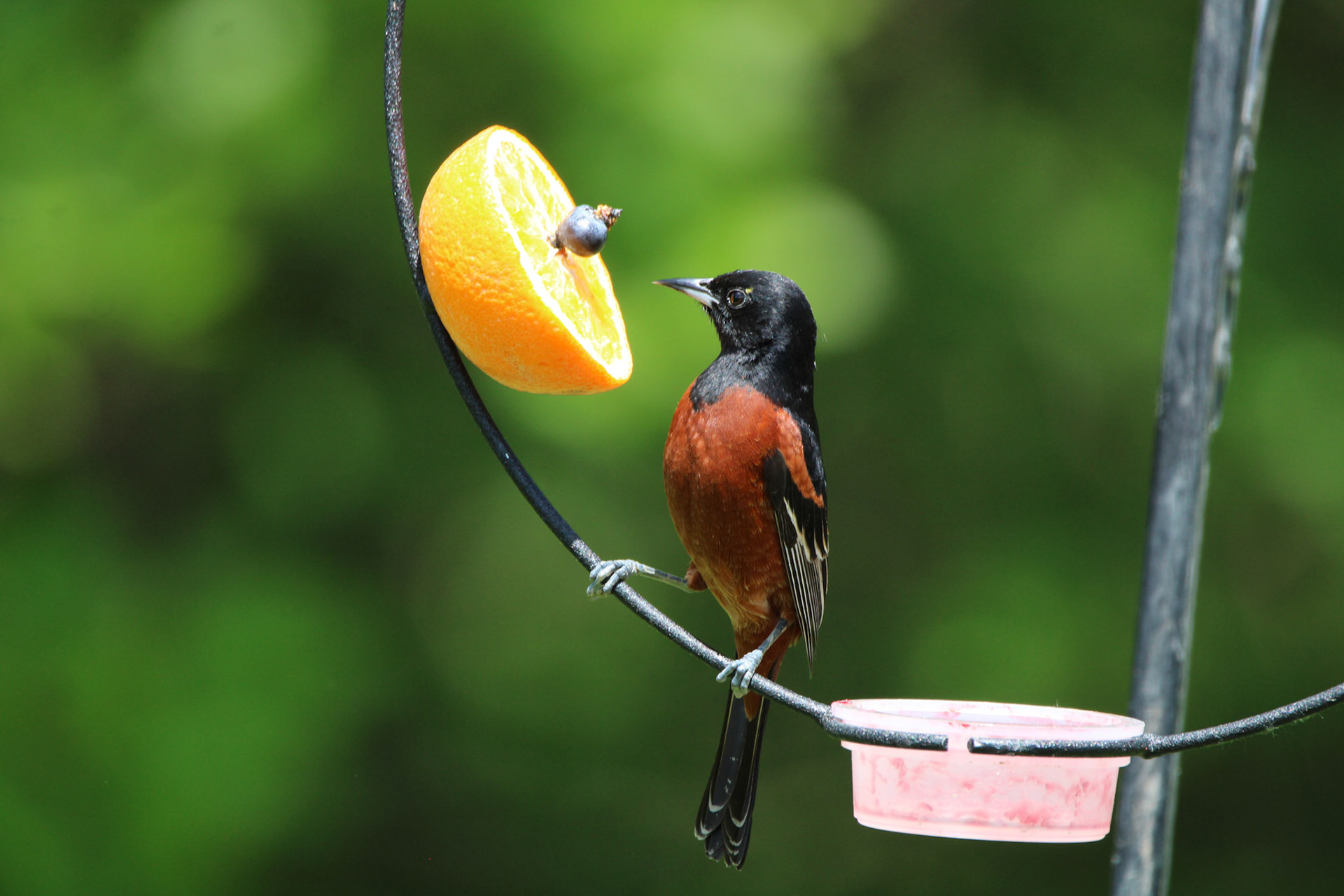 Orchard Oriole