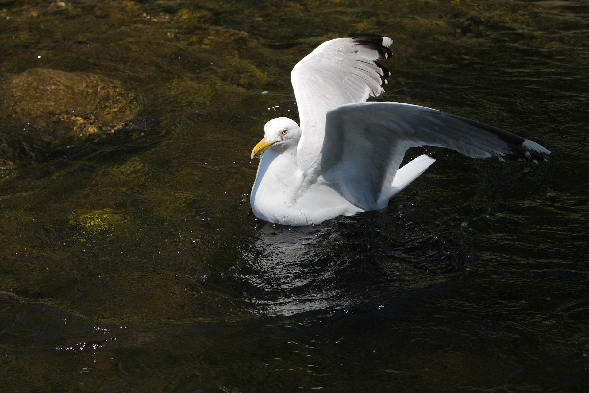 Herring Gull