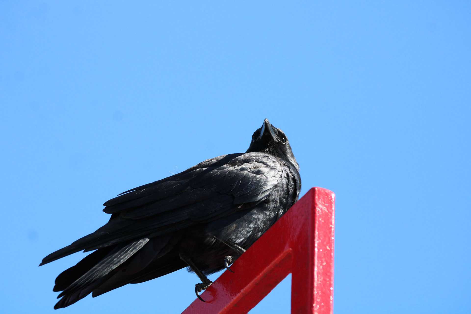 Fish Crow
