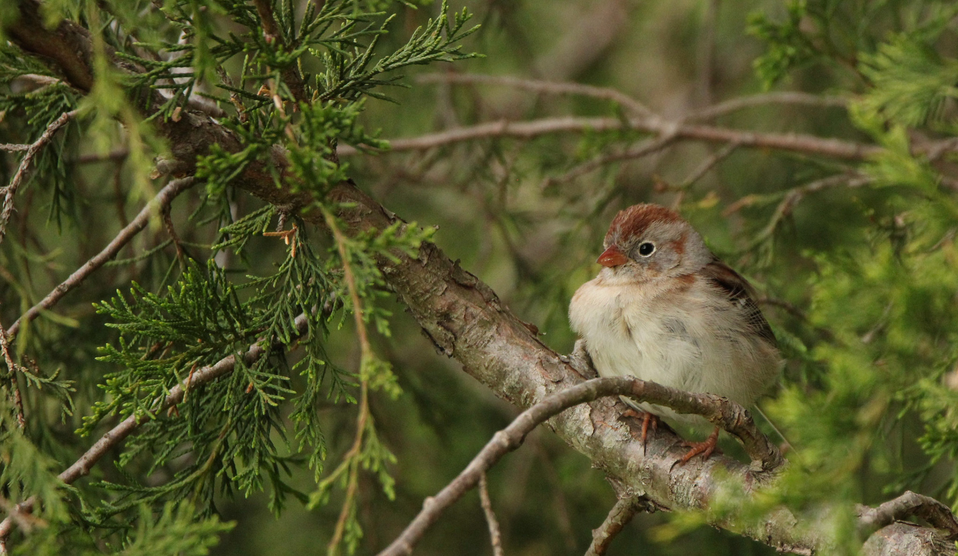 Field Sparrow