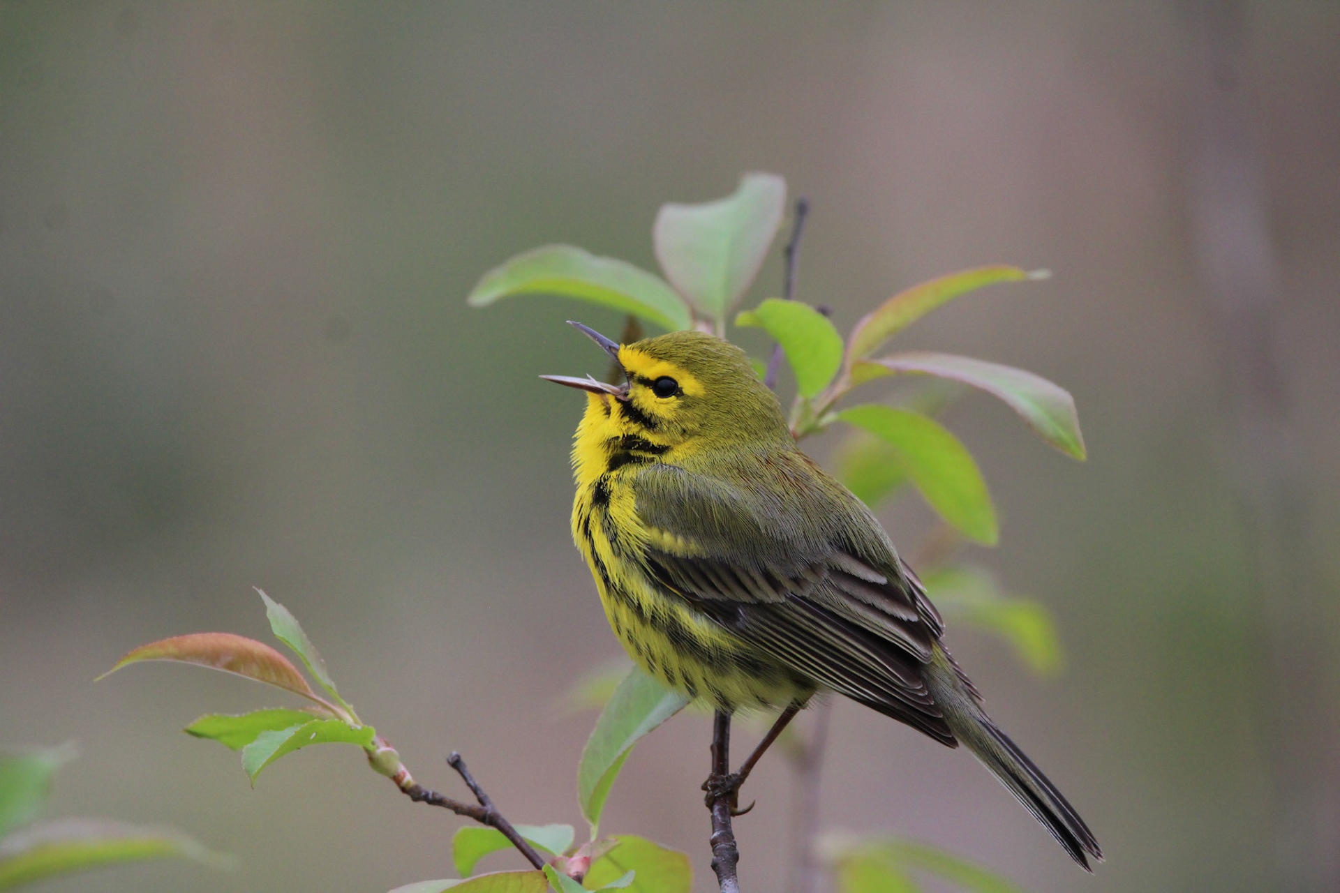 Prairie Warbler