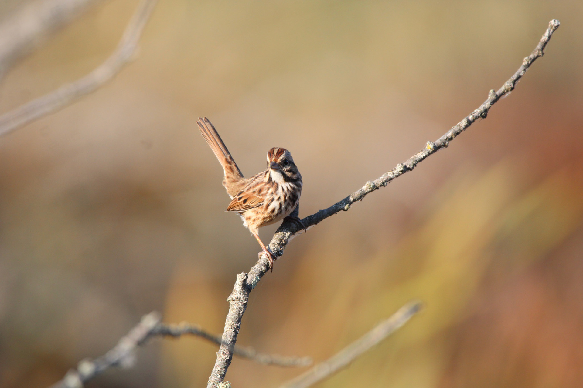 Song Sparrow