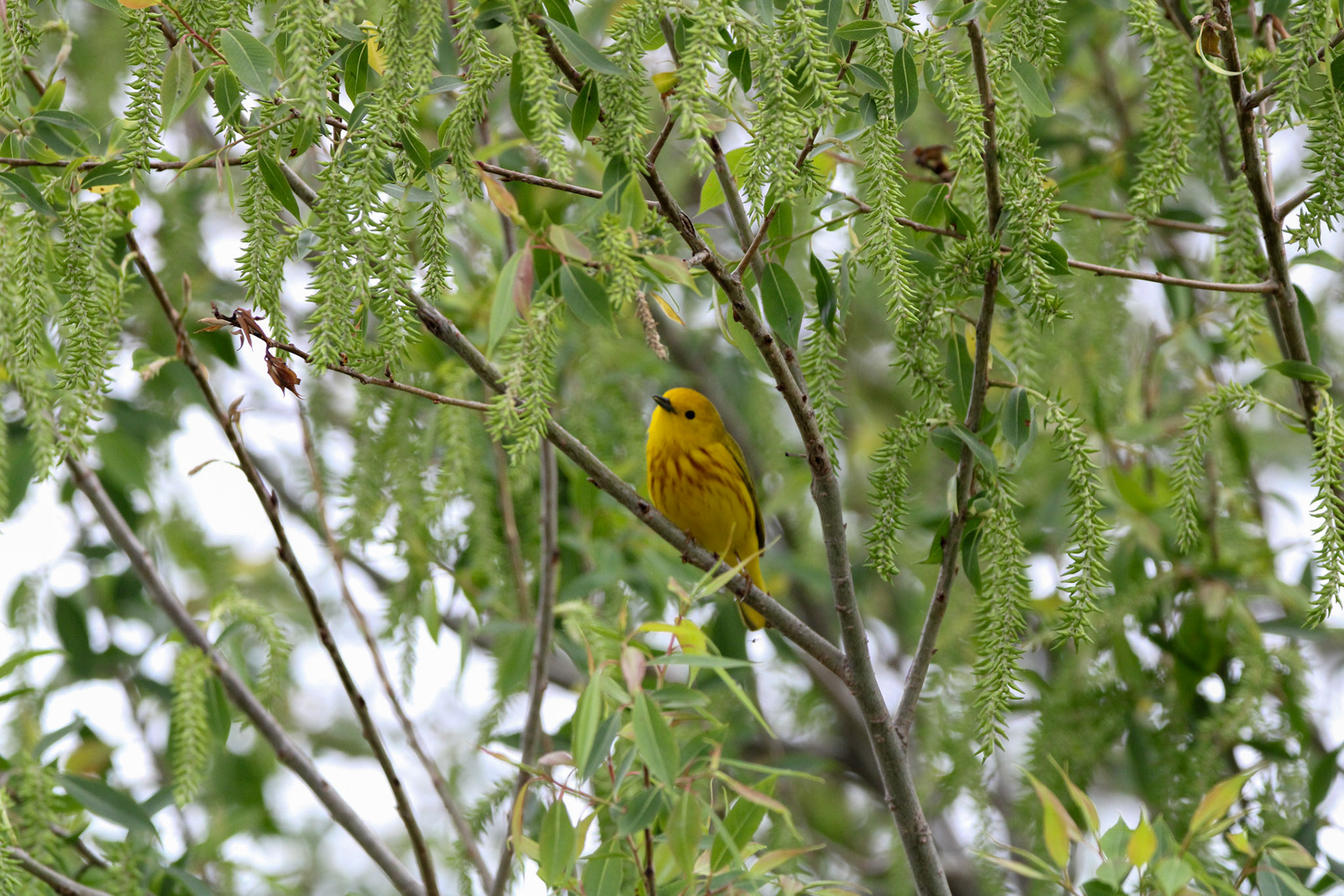 Yellow Warbler
