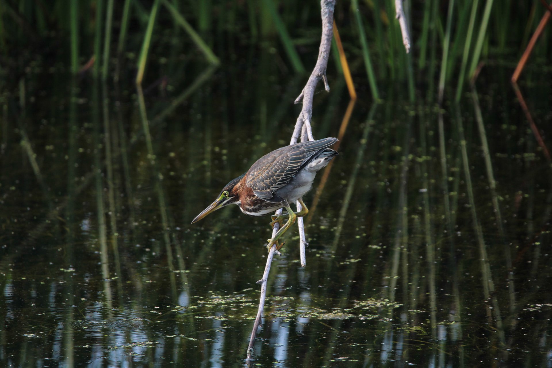Green Heron
