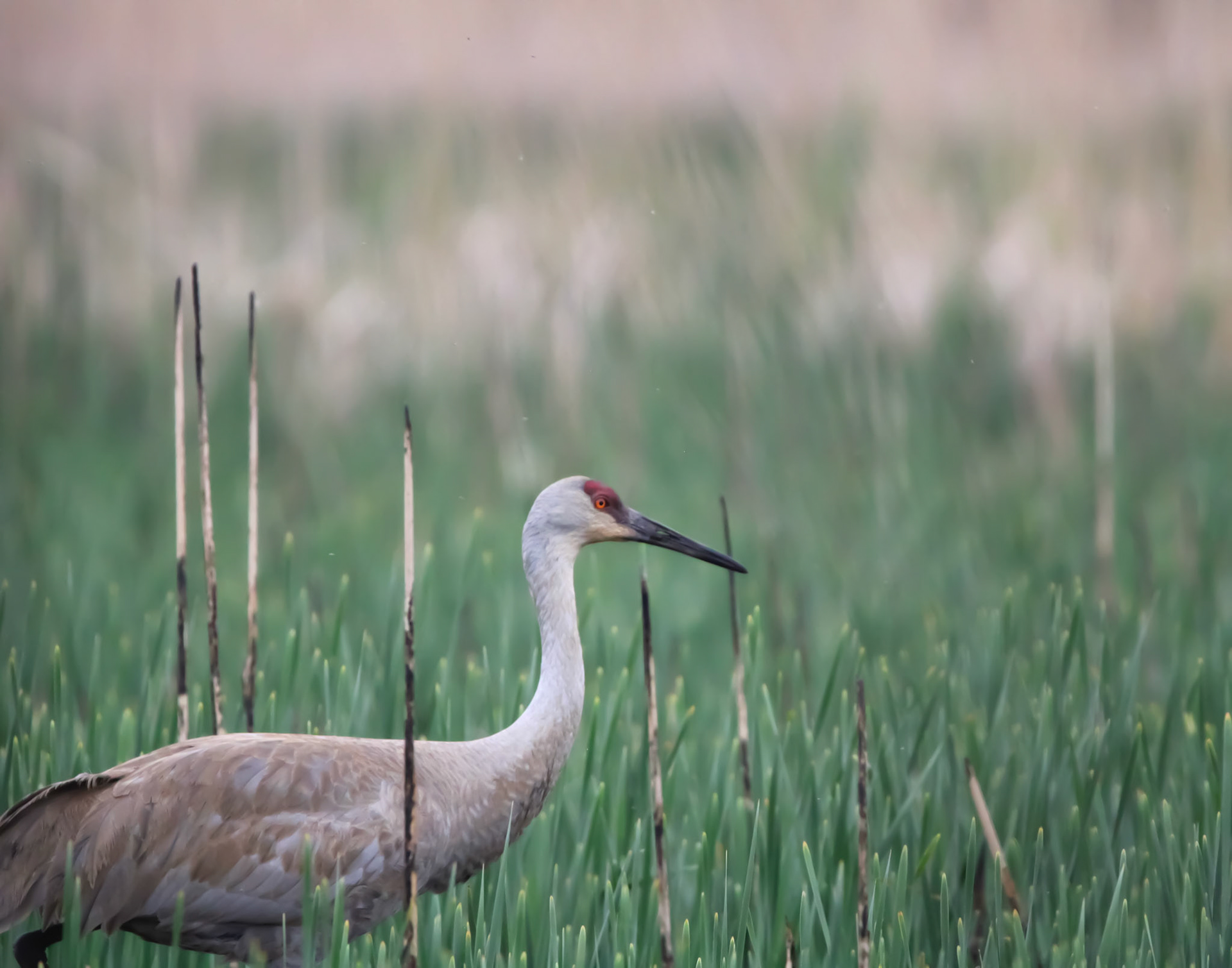 Sandhill Crane