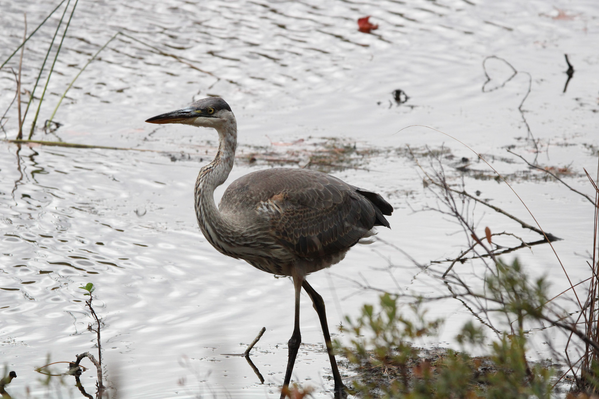 Great Blue Heron