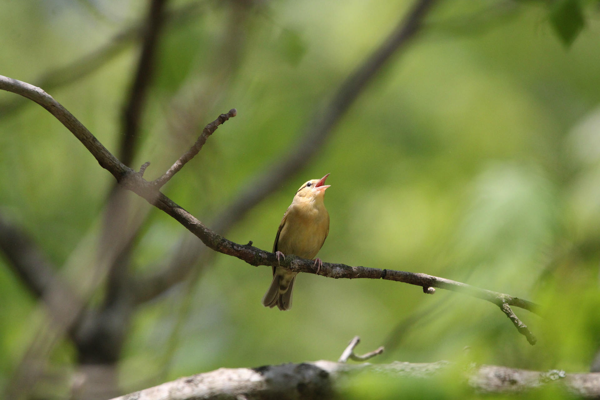 Worm-eating Warbler