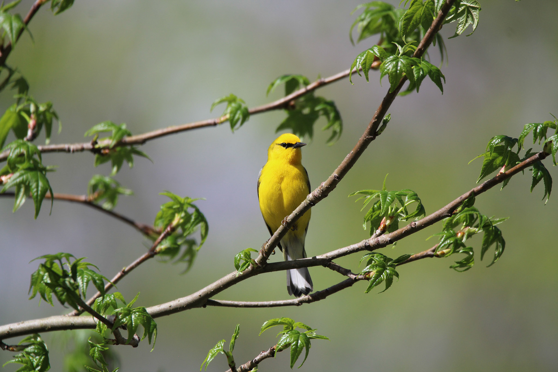 Blue-winged Warbler