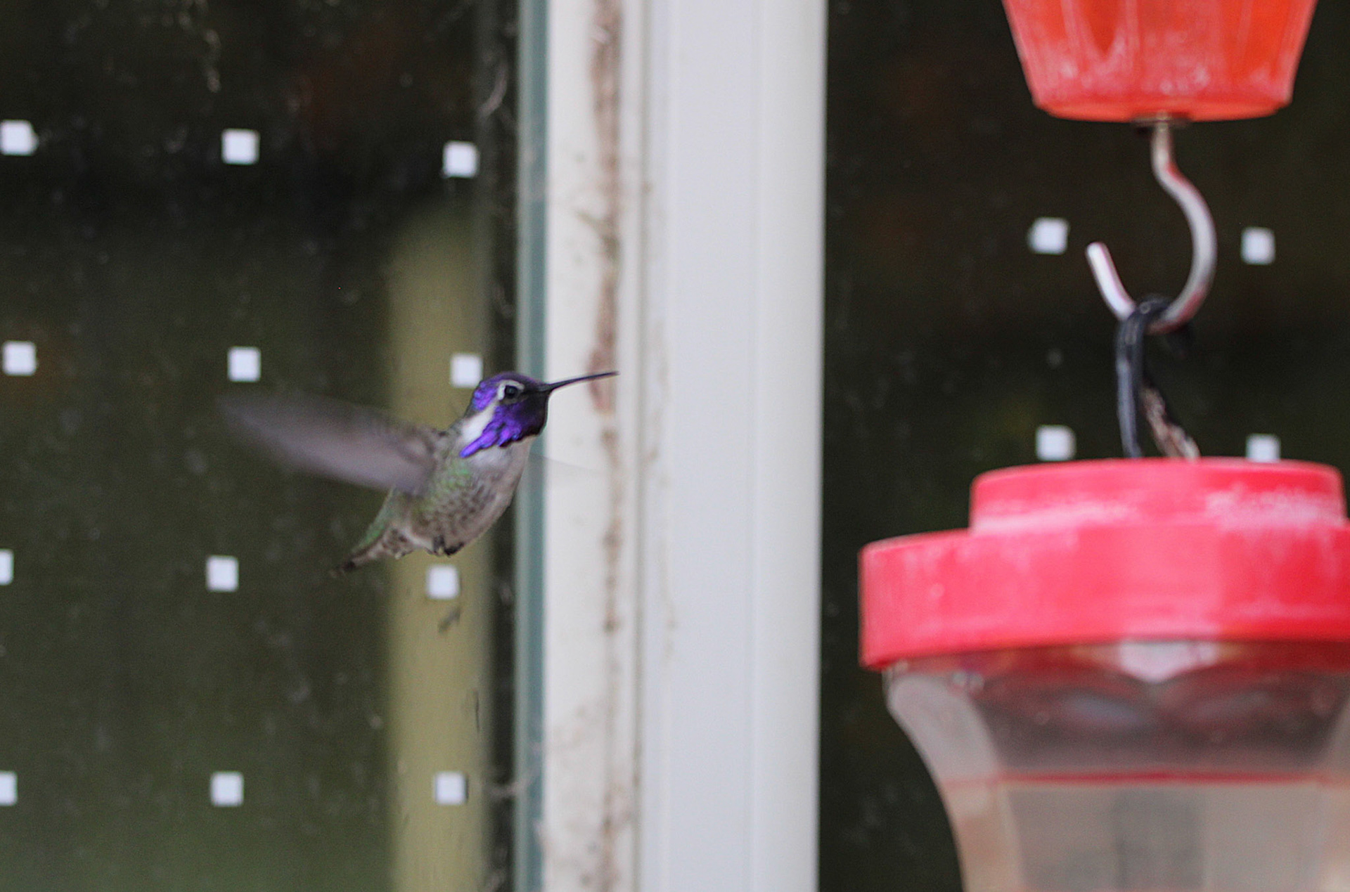 Costa's Hummingbird