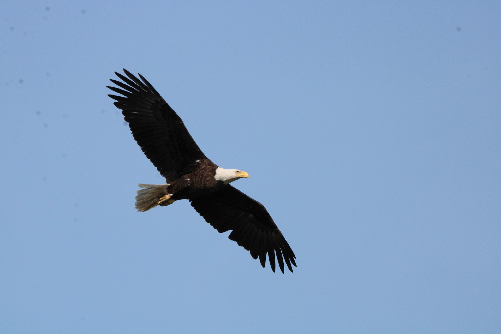 Bald Eagle