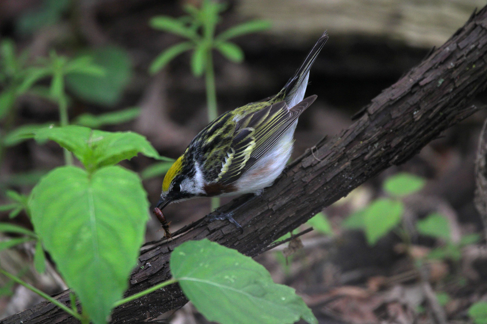 Chestnut-sided Warbler