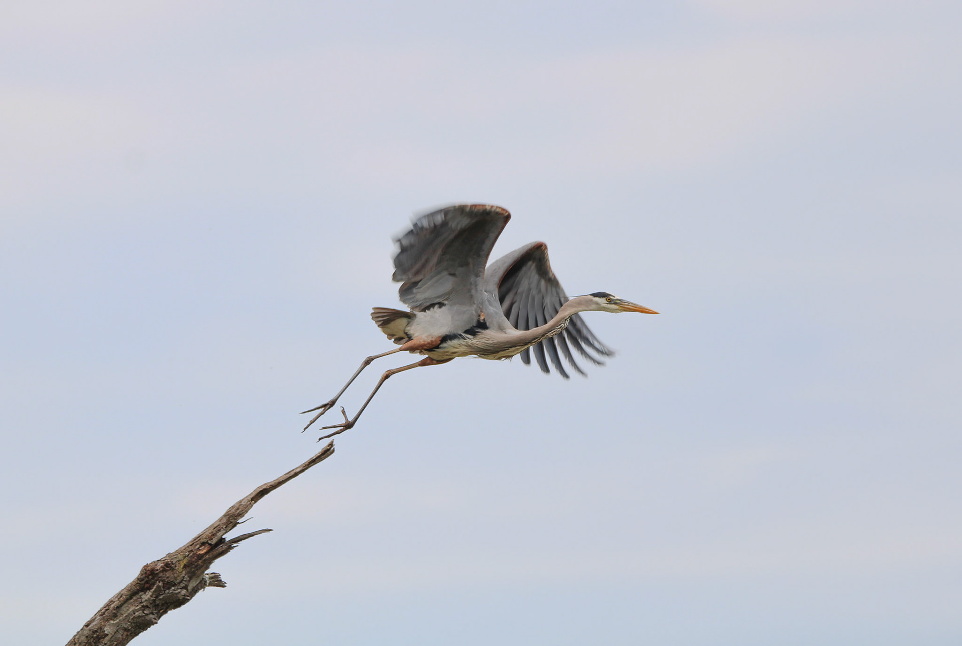 Great Blue Heron