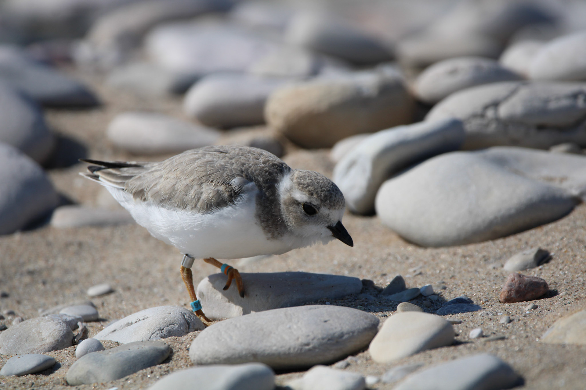 Piping Plover