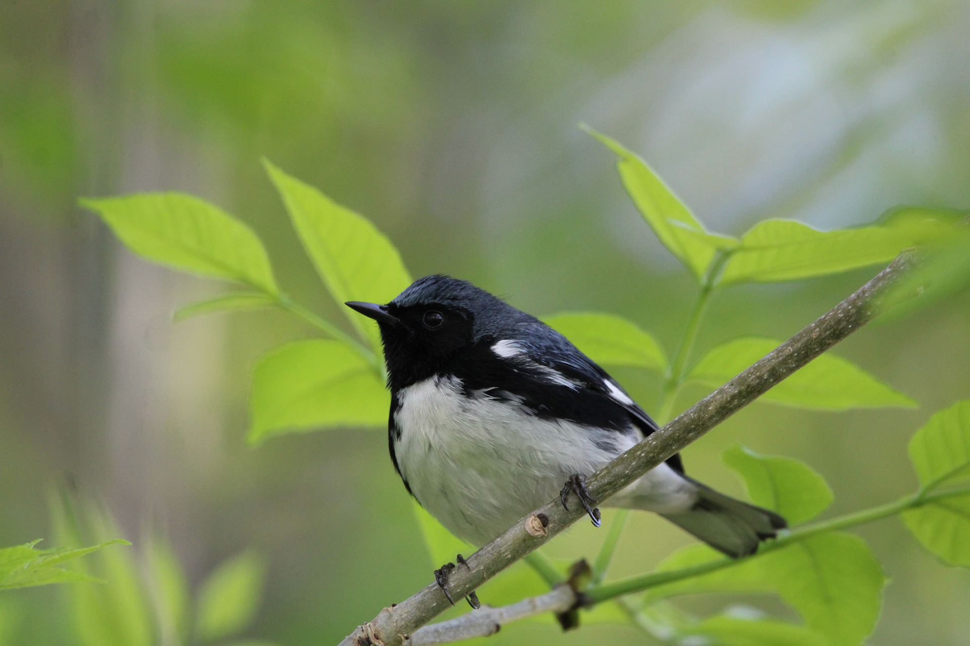 Black-throated Blue Warbler
