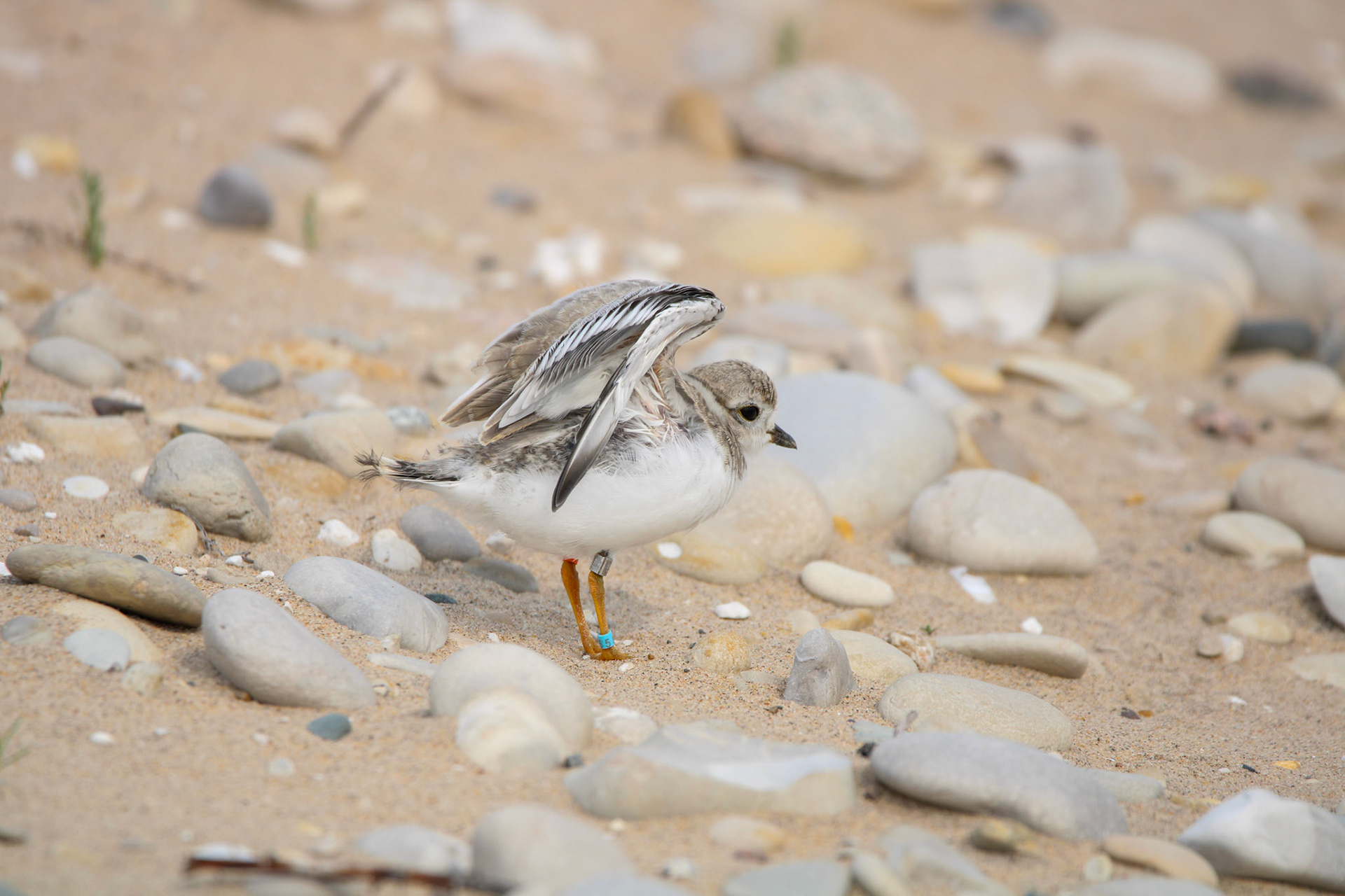 Piping Plover