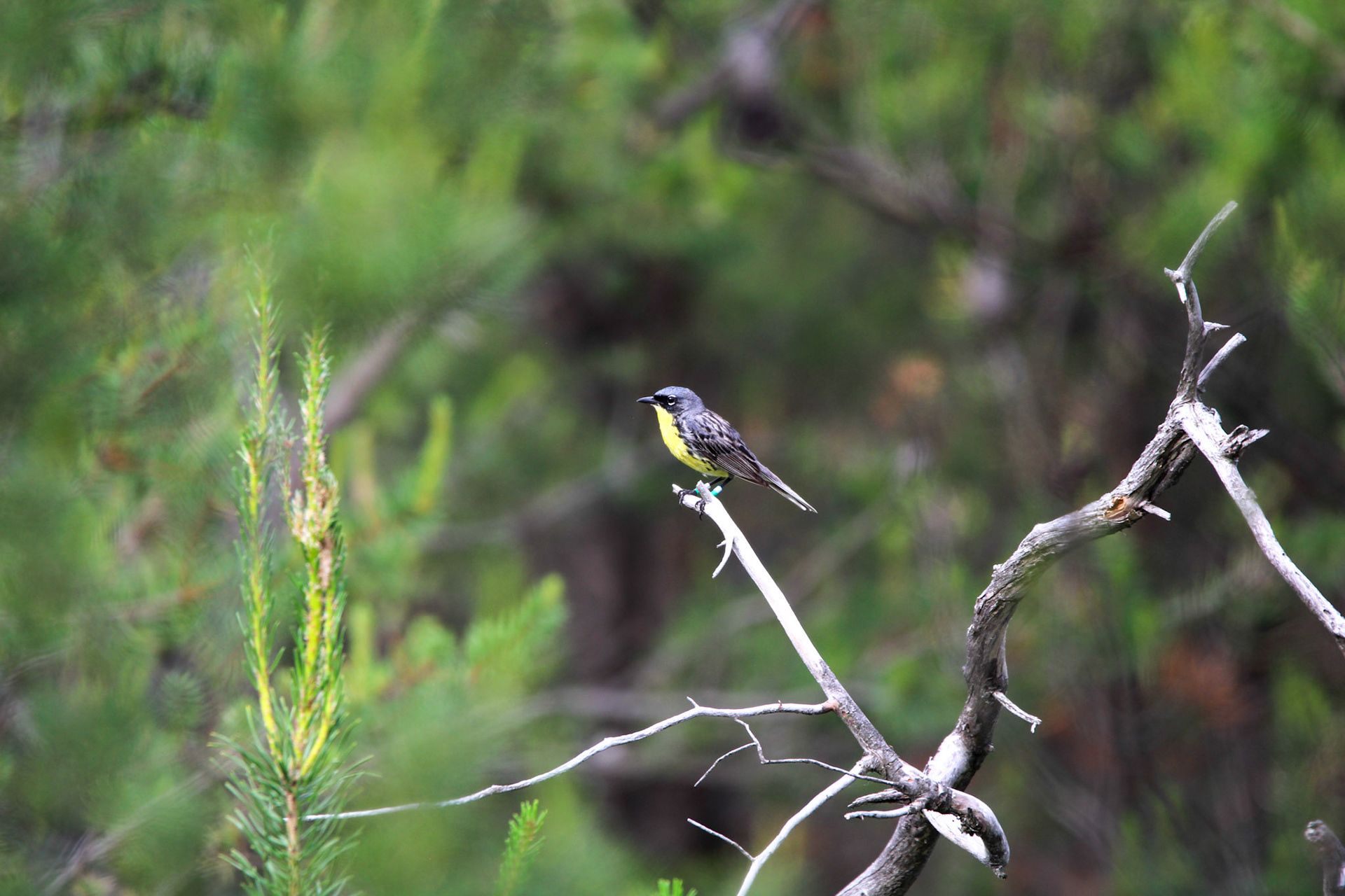 Kirtland's Warbler - Huron National Forest
