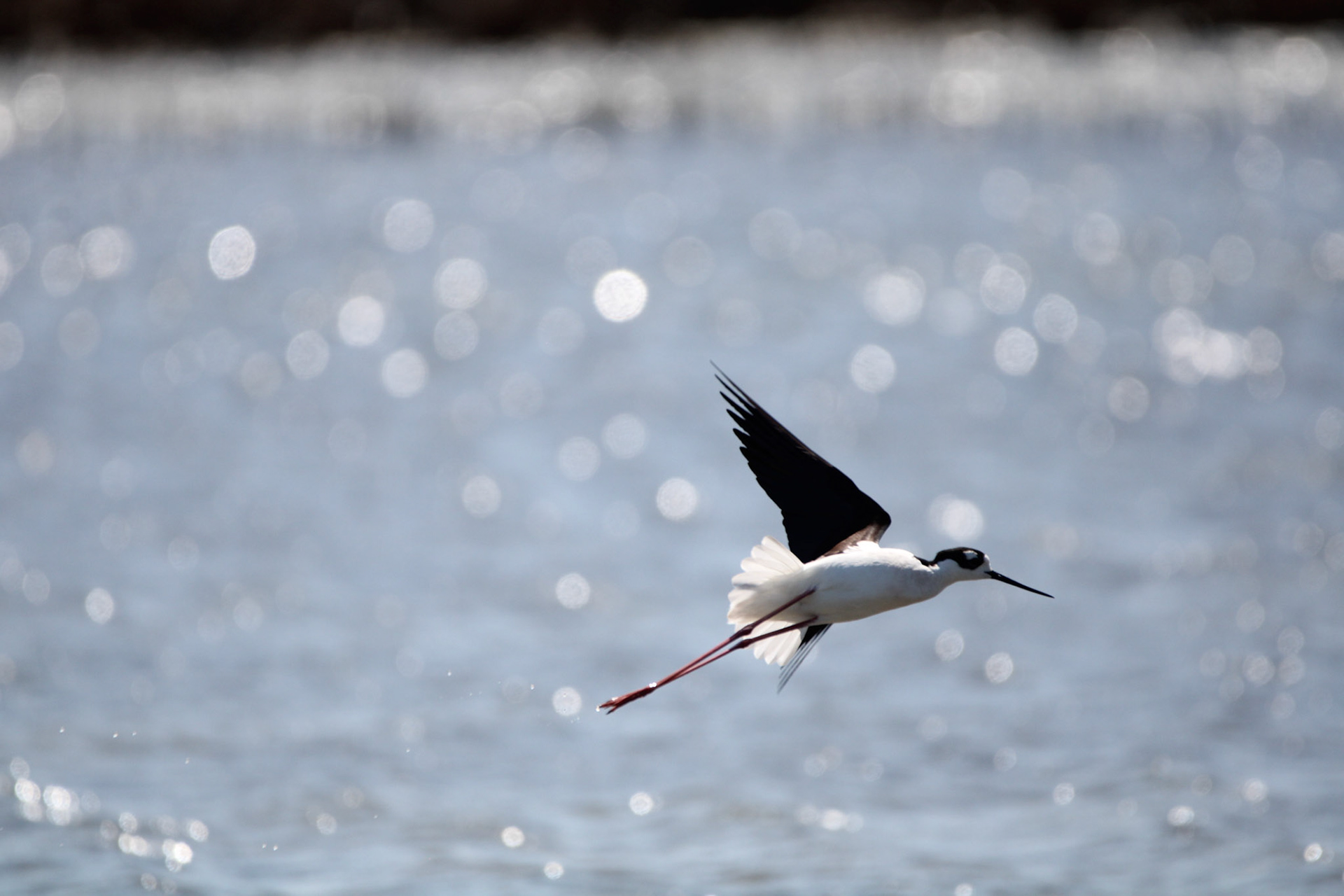 Black-necked Stilt