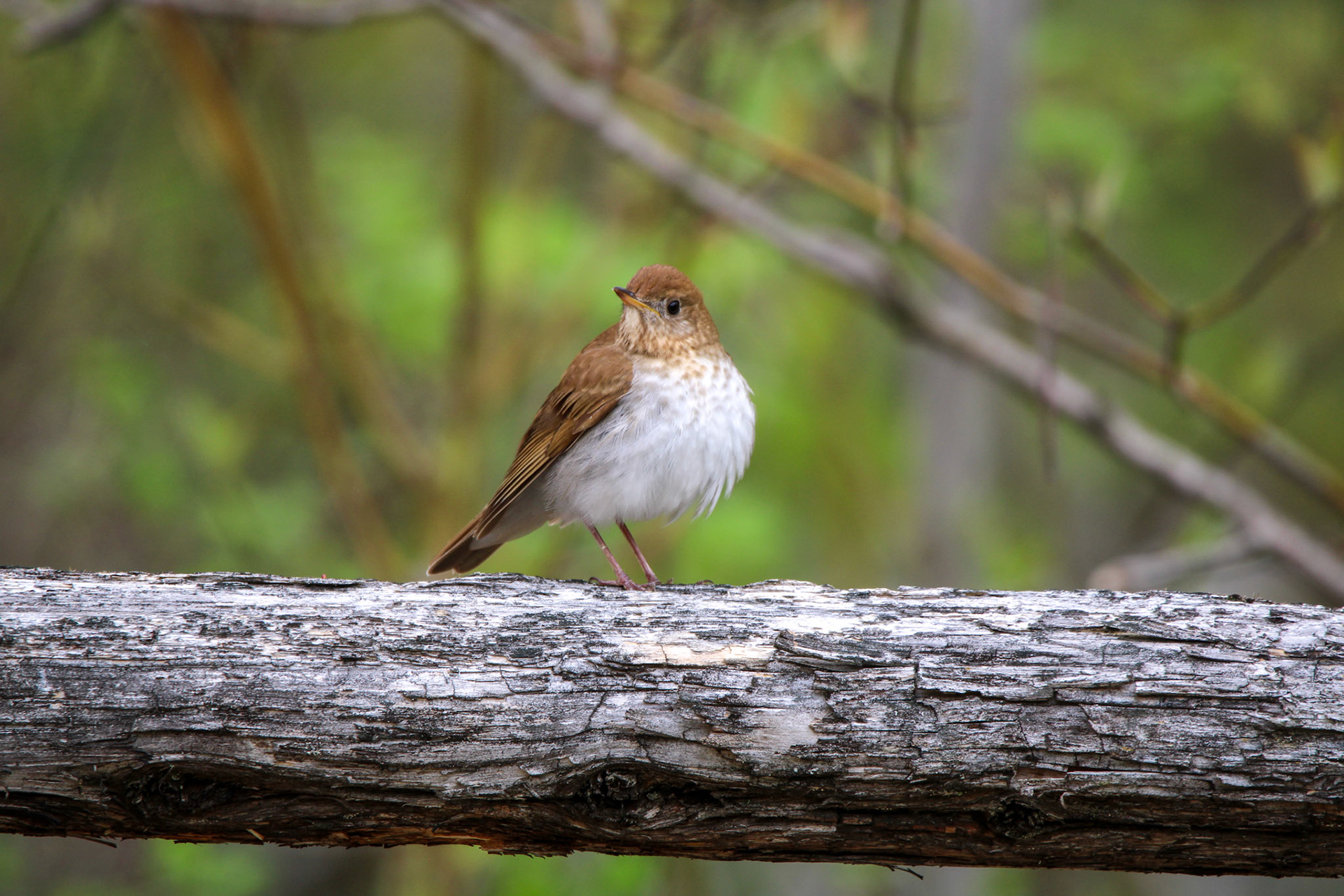 Veery