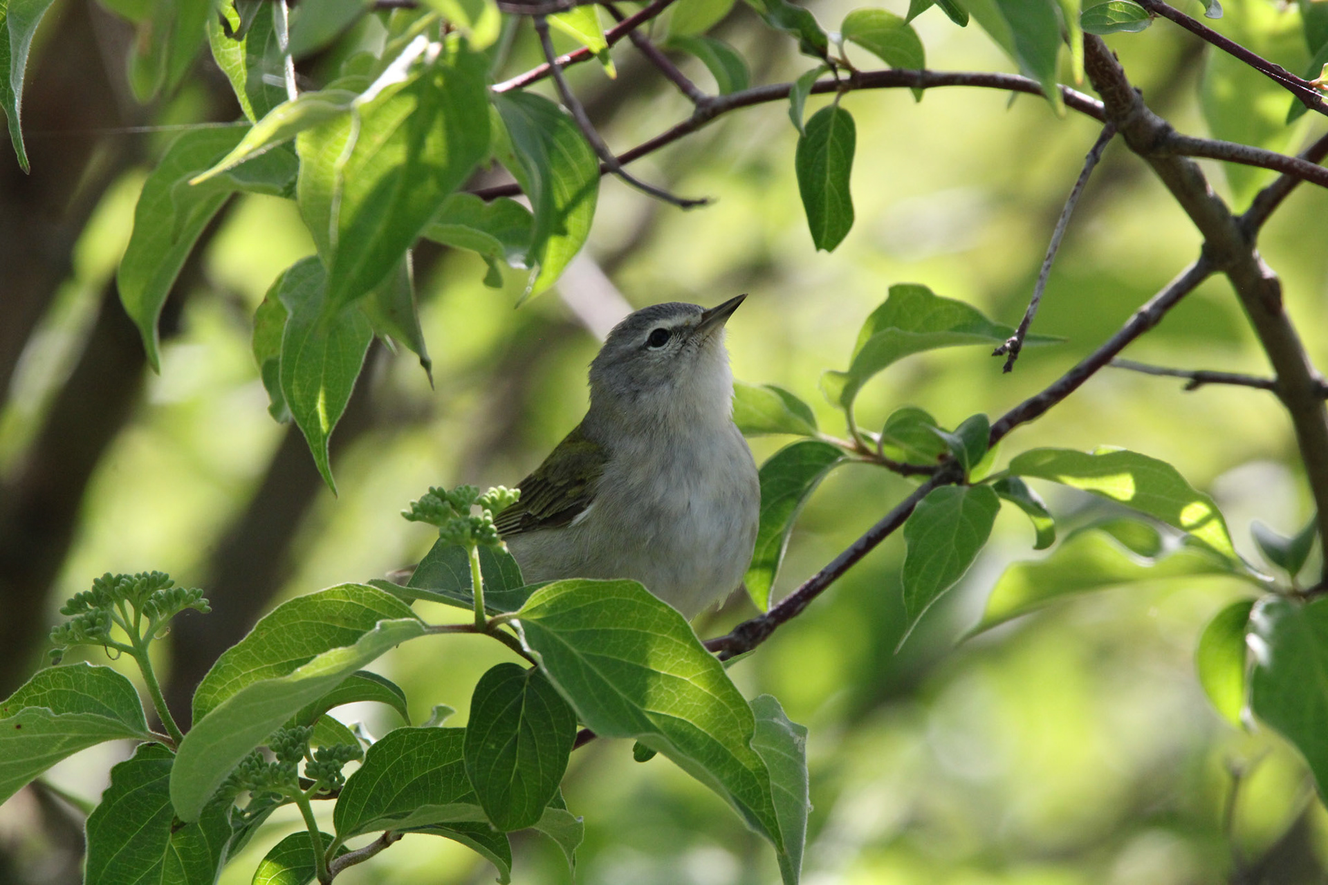 Tennessee Warbler