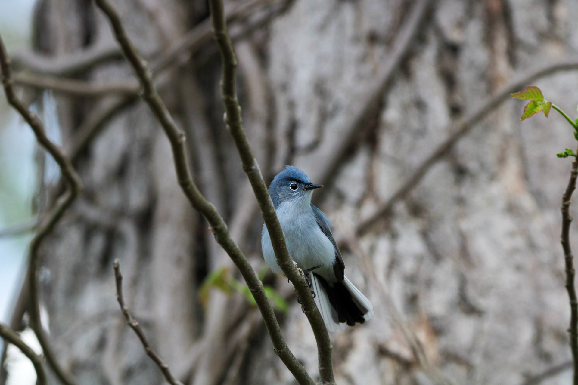 Blue-gray Gnatcatcher
