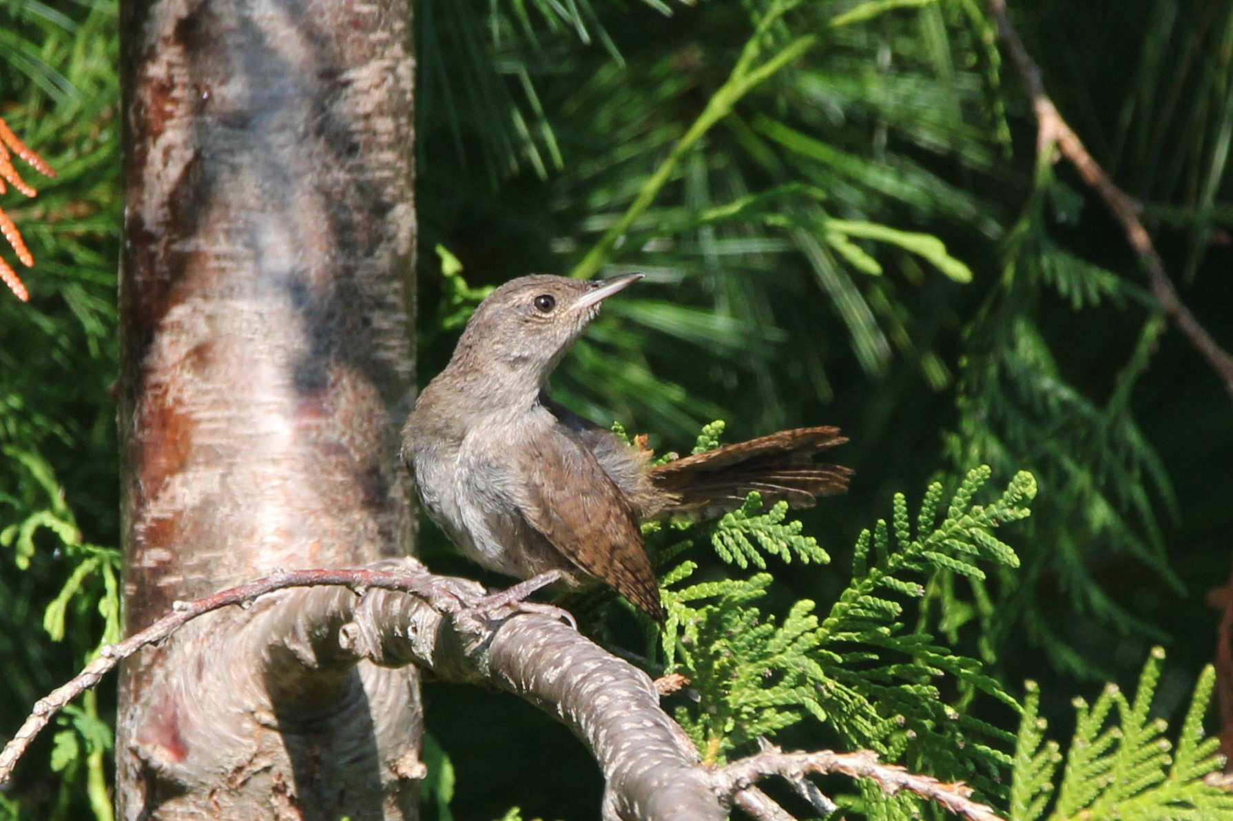 House Wren
