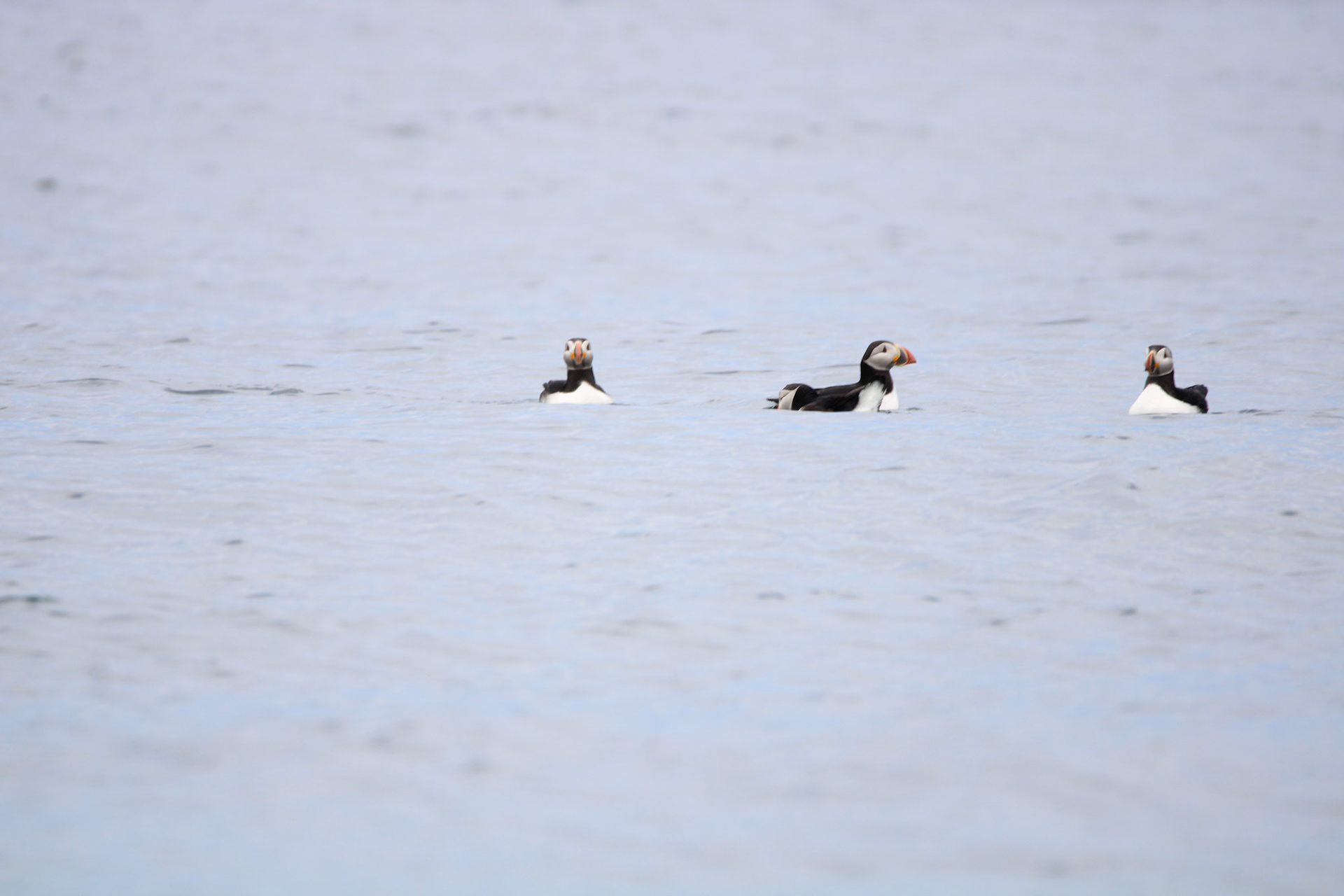 Atlantic Puffin