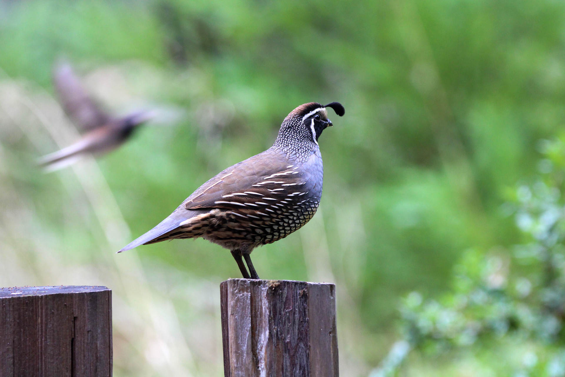 California Quail- Big Basin Redwoods State Park
