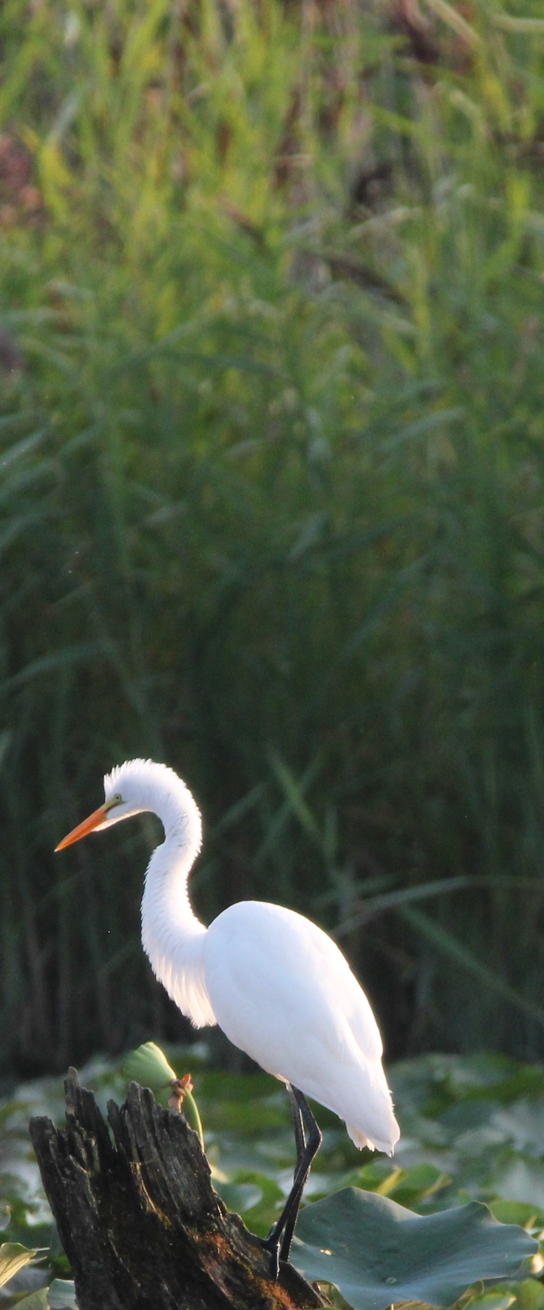 Great Egret