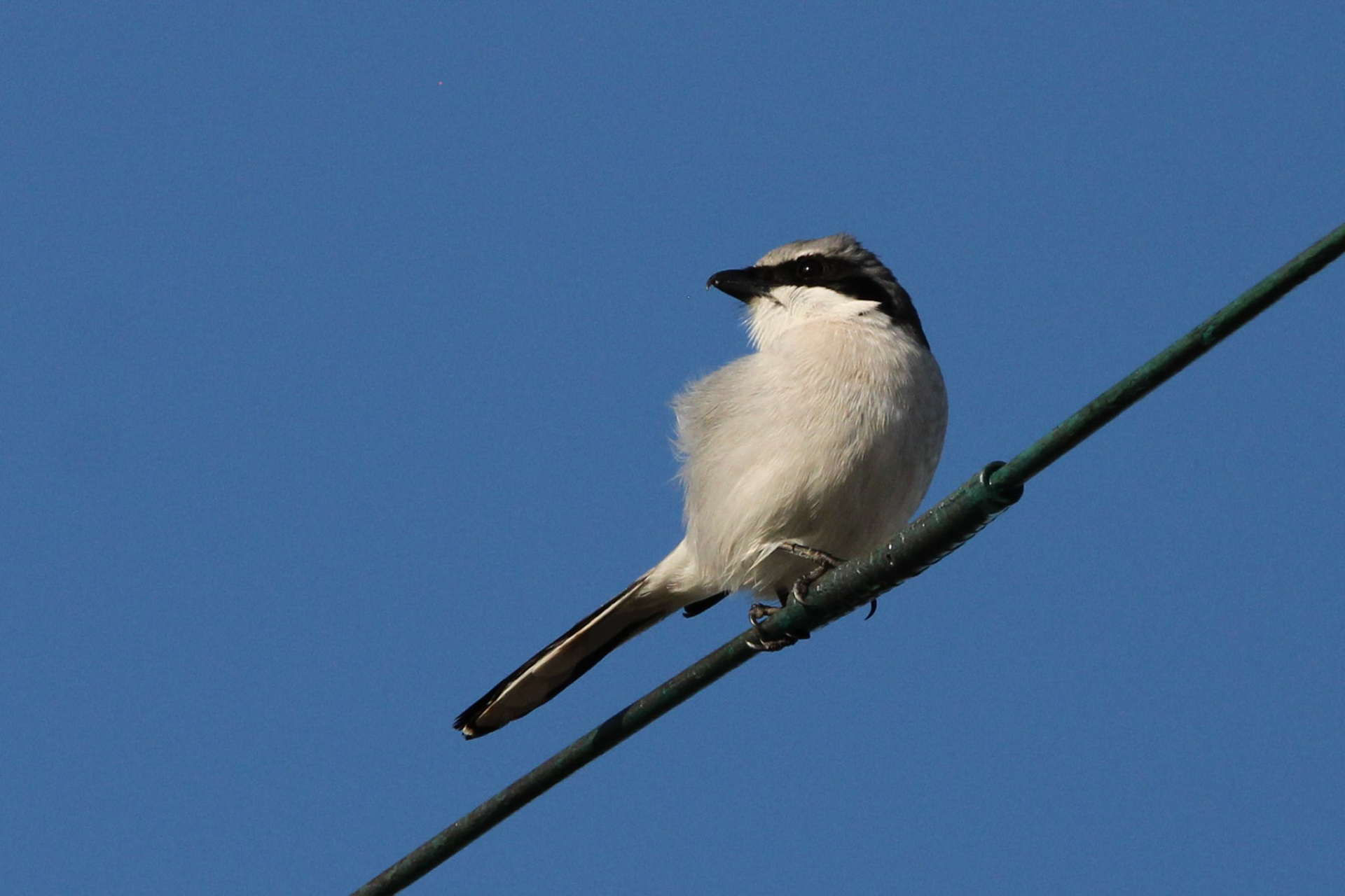 Loggerhead Shrike