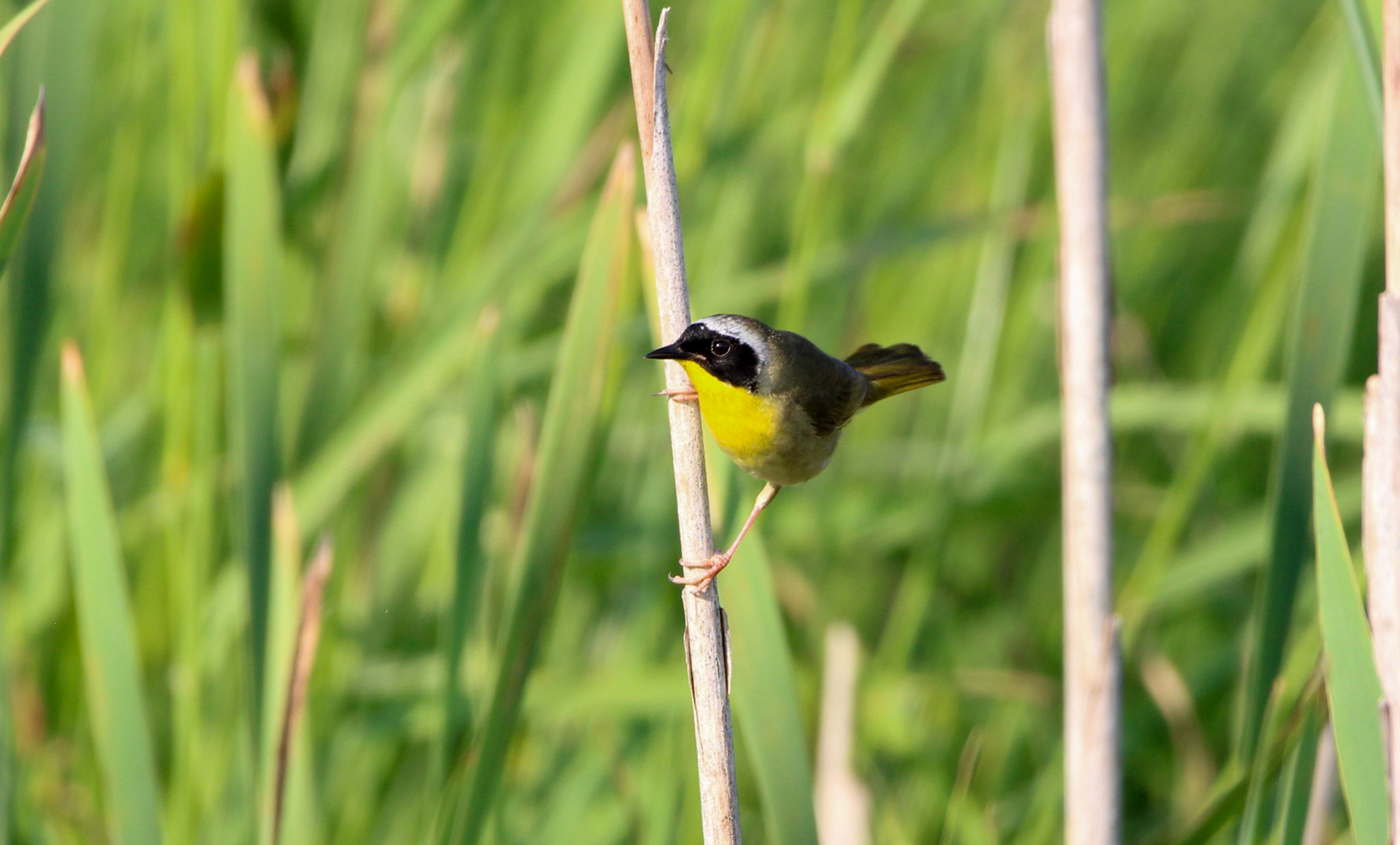 Common Yellowthroat